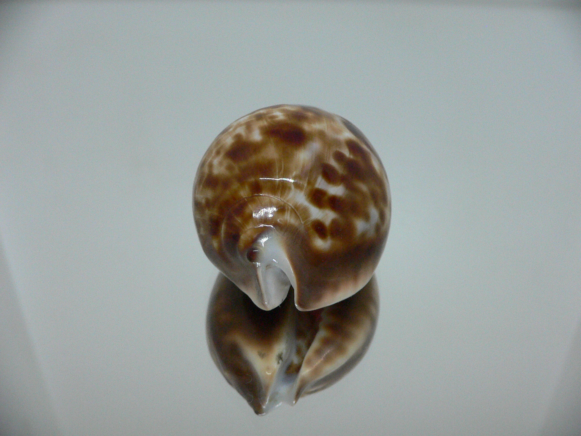 Zoila friendii f. scottii RARE, WIDE & HIGH