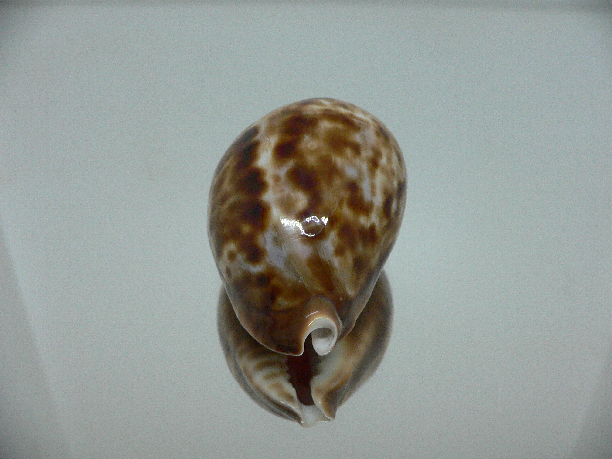 Zoila friendii f. scottii RARE, WIDE & HIGH