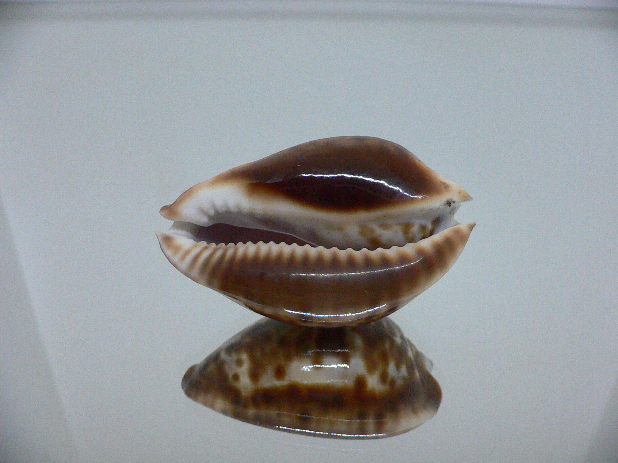 Zoila friendii f. scottii RARE, WIDE & HIGH