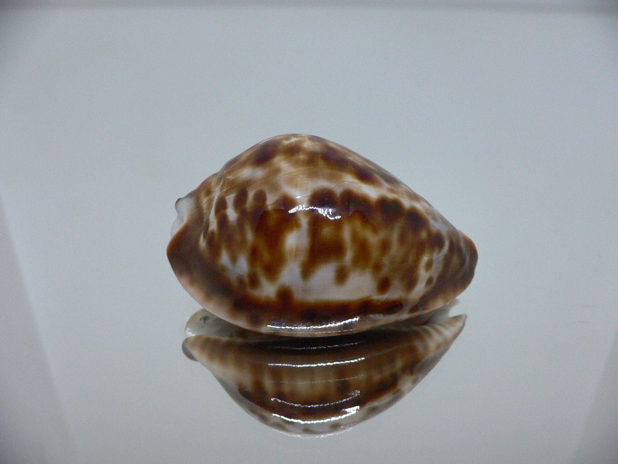 Zoila friendii f. scottii RARE, WIDE & HIGH