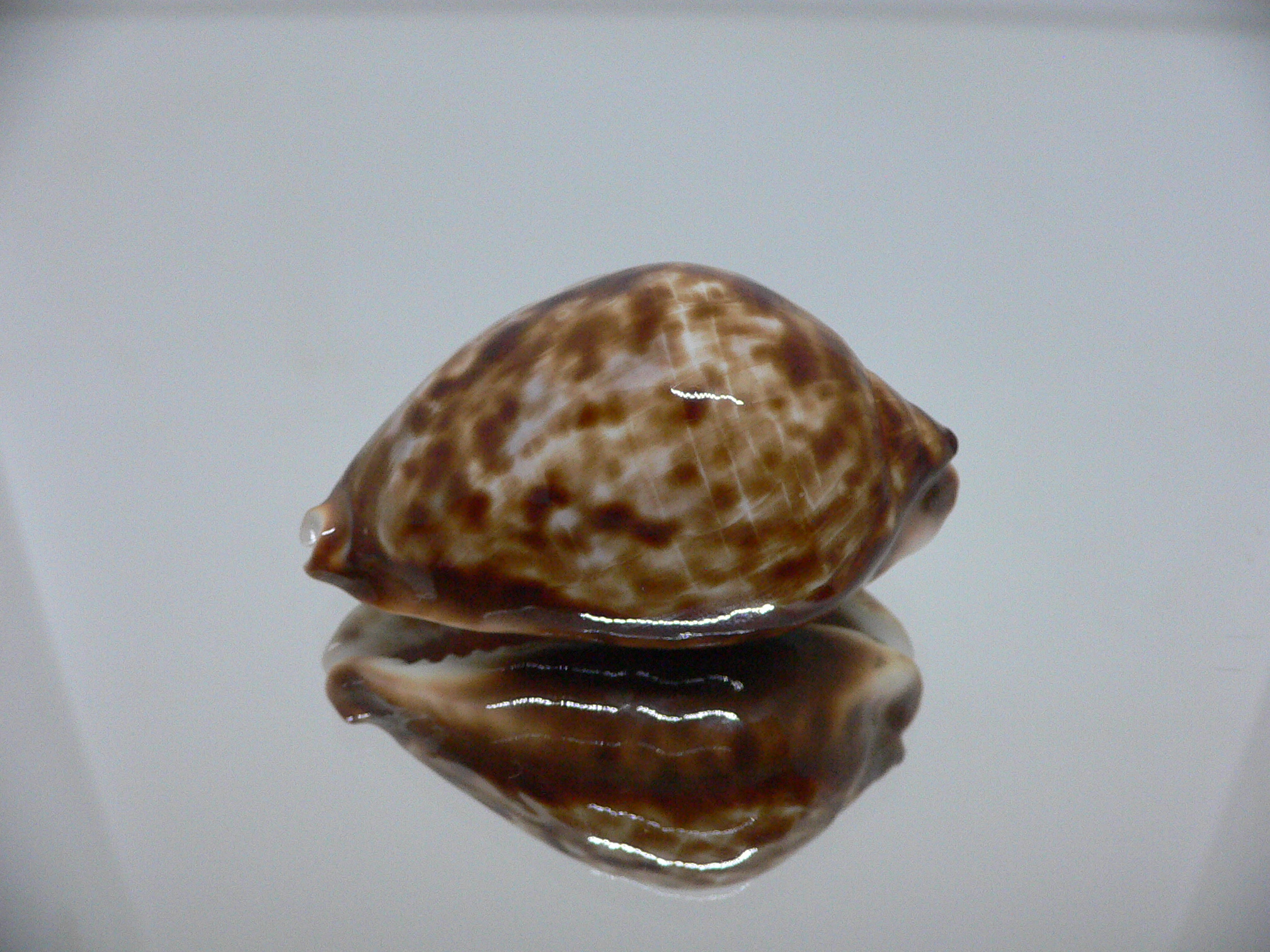 Zoila friendii f. scottii RARE, WIDE & HIGH