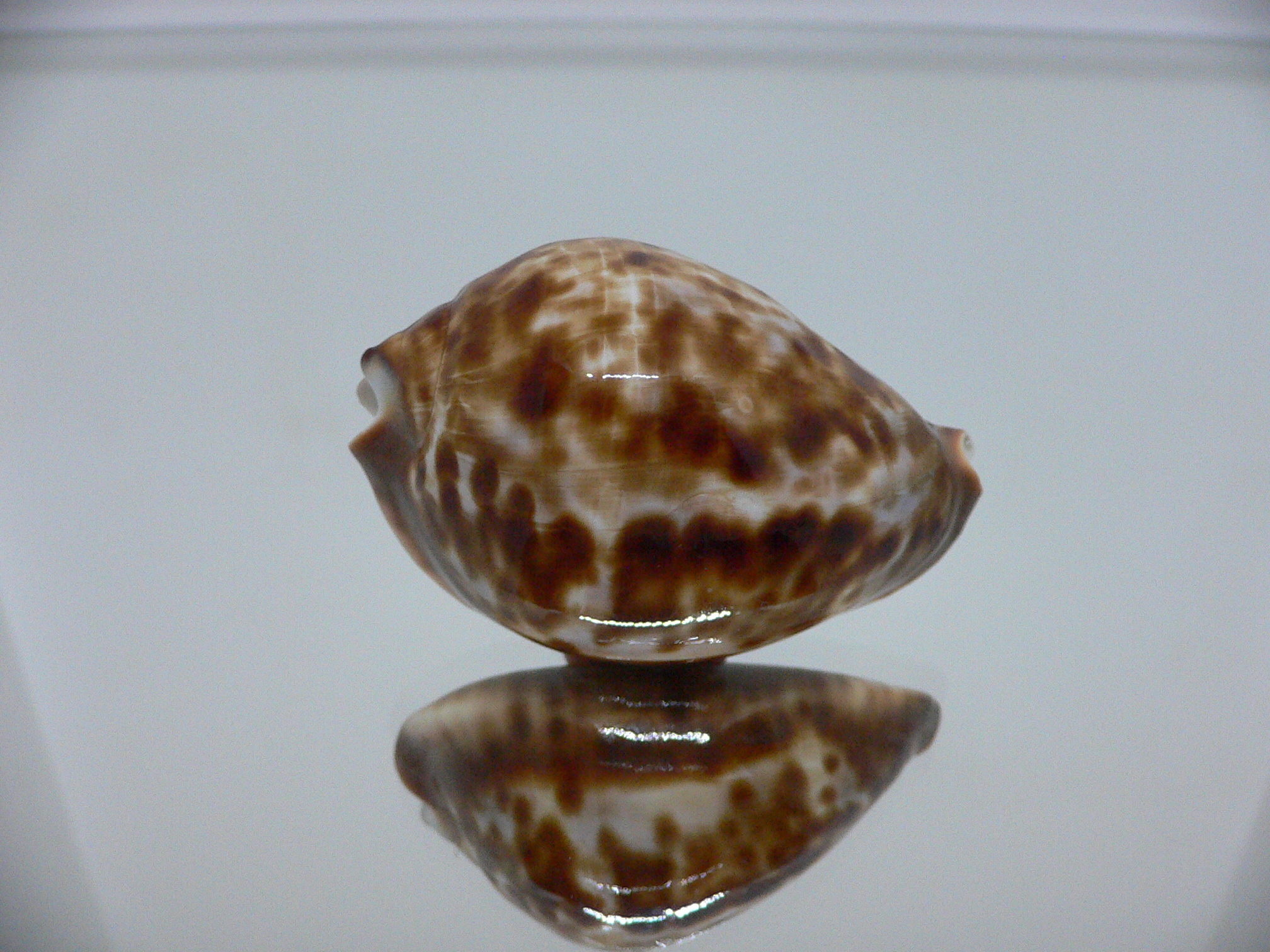 Zoila friendii f. scottii RARE, WIDE & HIGH