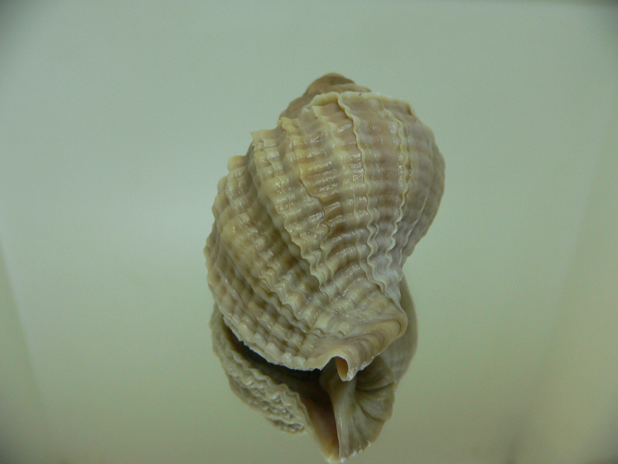 Nucella freycinetii freycinetii RIBBED FORM