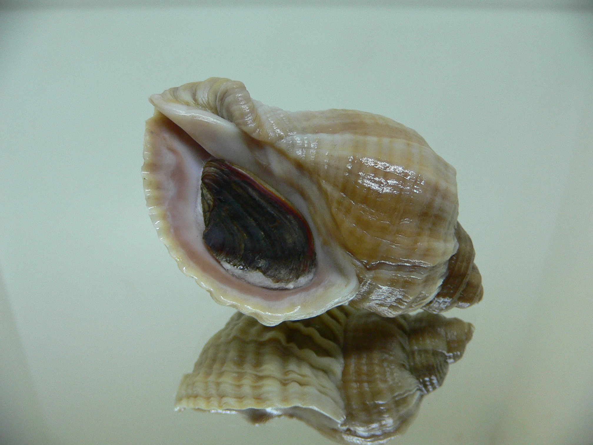 Nucella freycinetii freycinetii RIBBED FORM