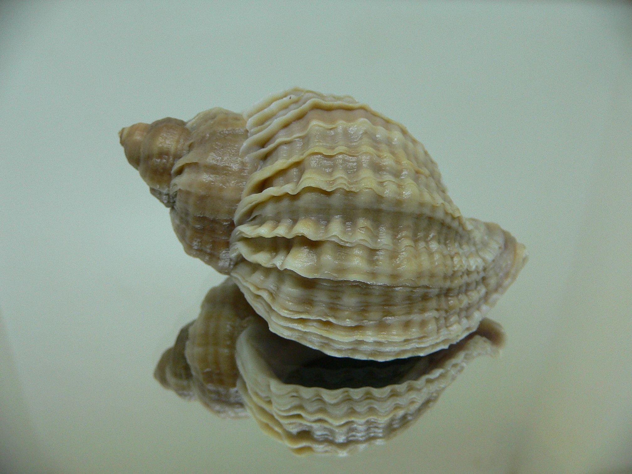 Nucella freycinetii freycinetii RIBBED FORM