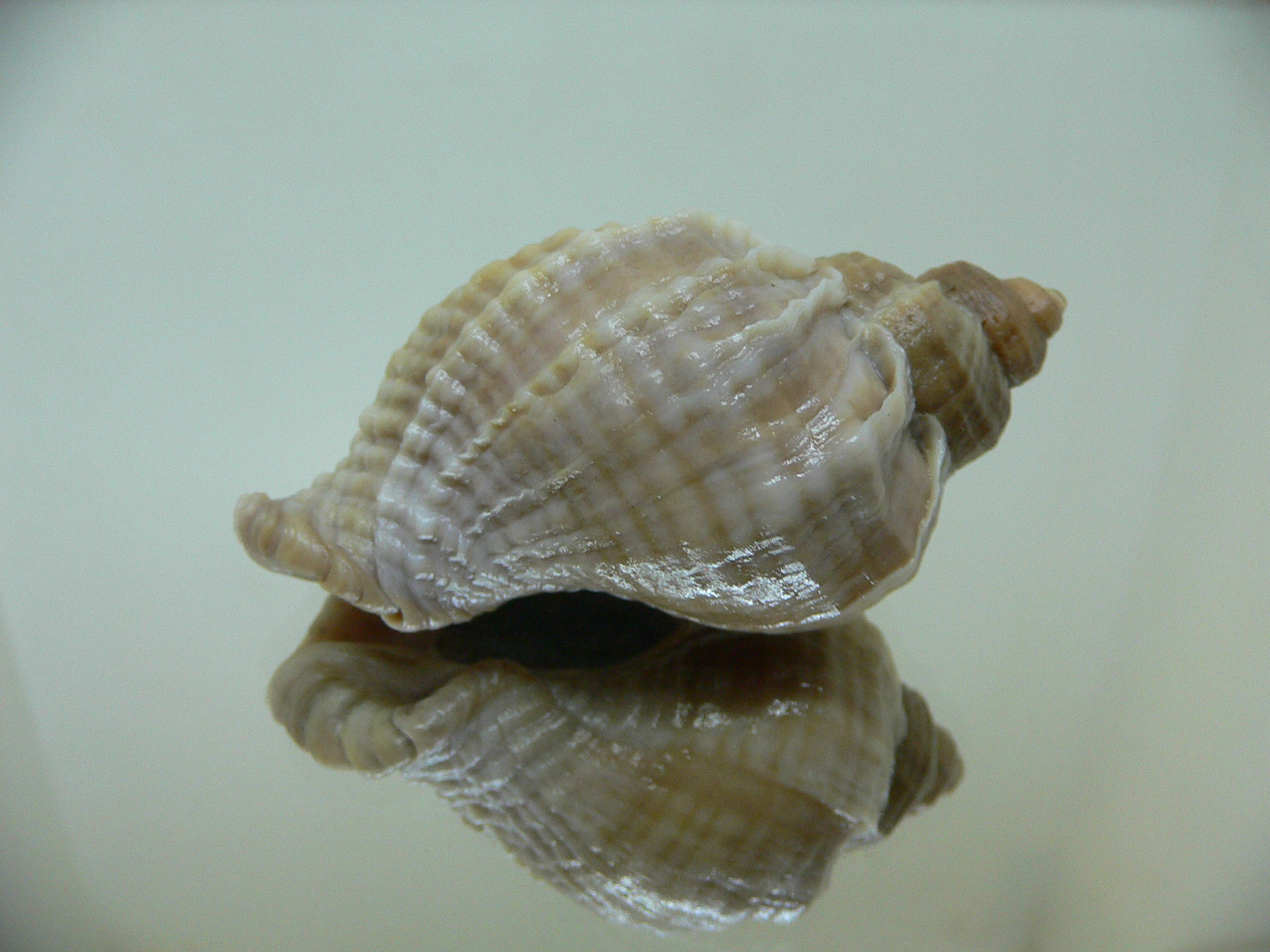 Nucella freycinetii freycinetii RIBBED FORM