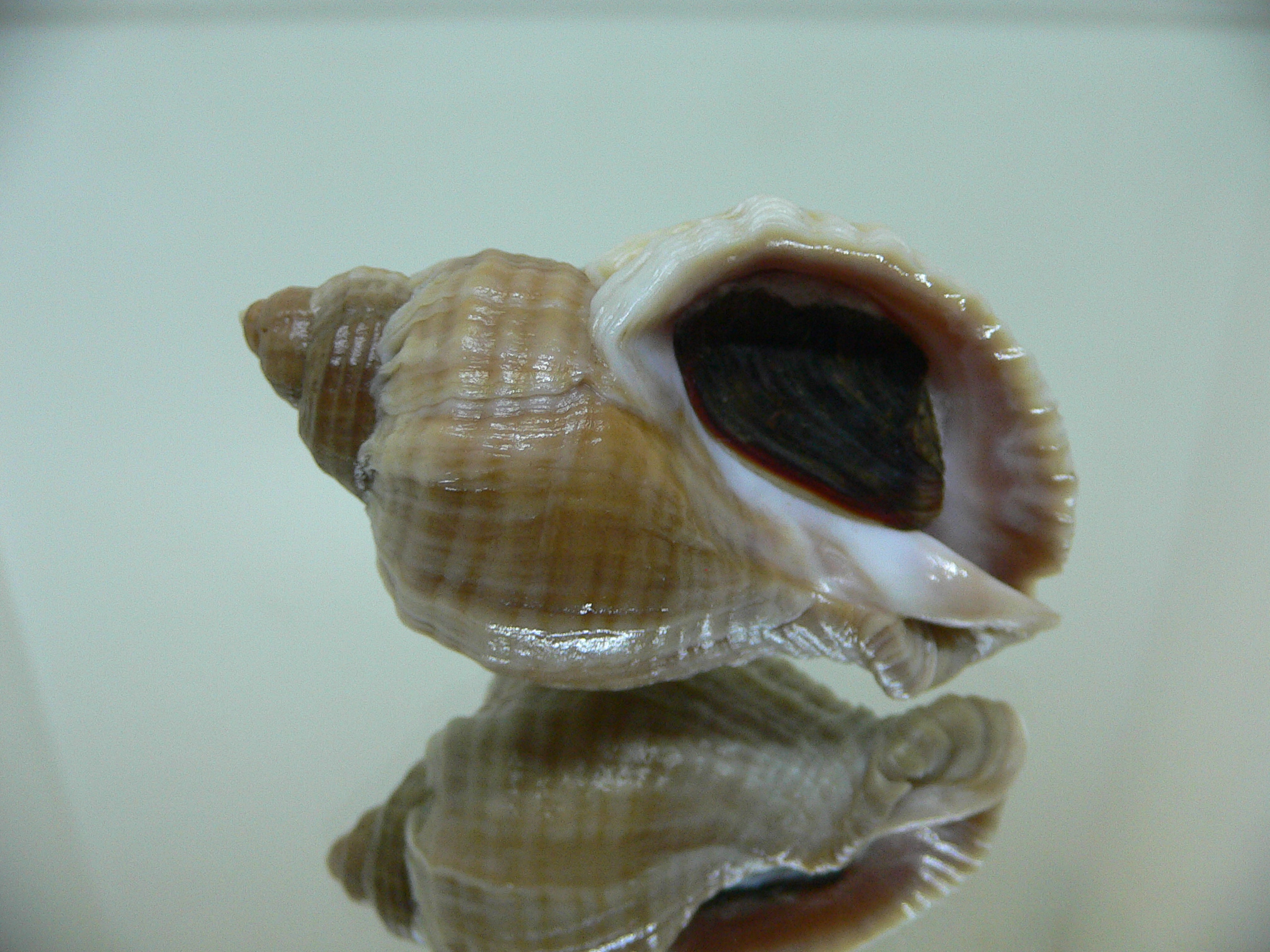 Nucella freycinetii freycinetii RIBBED FORM