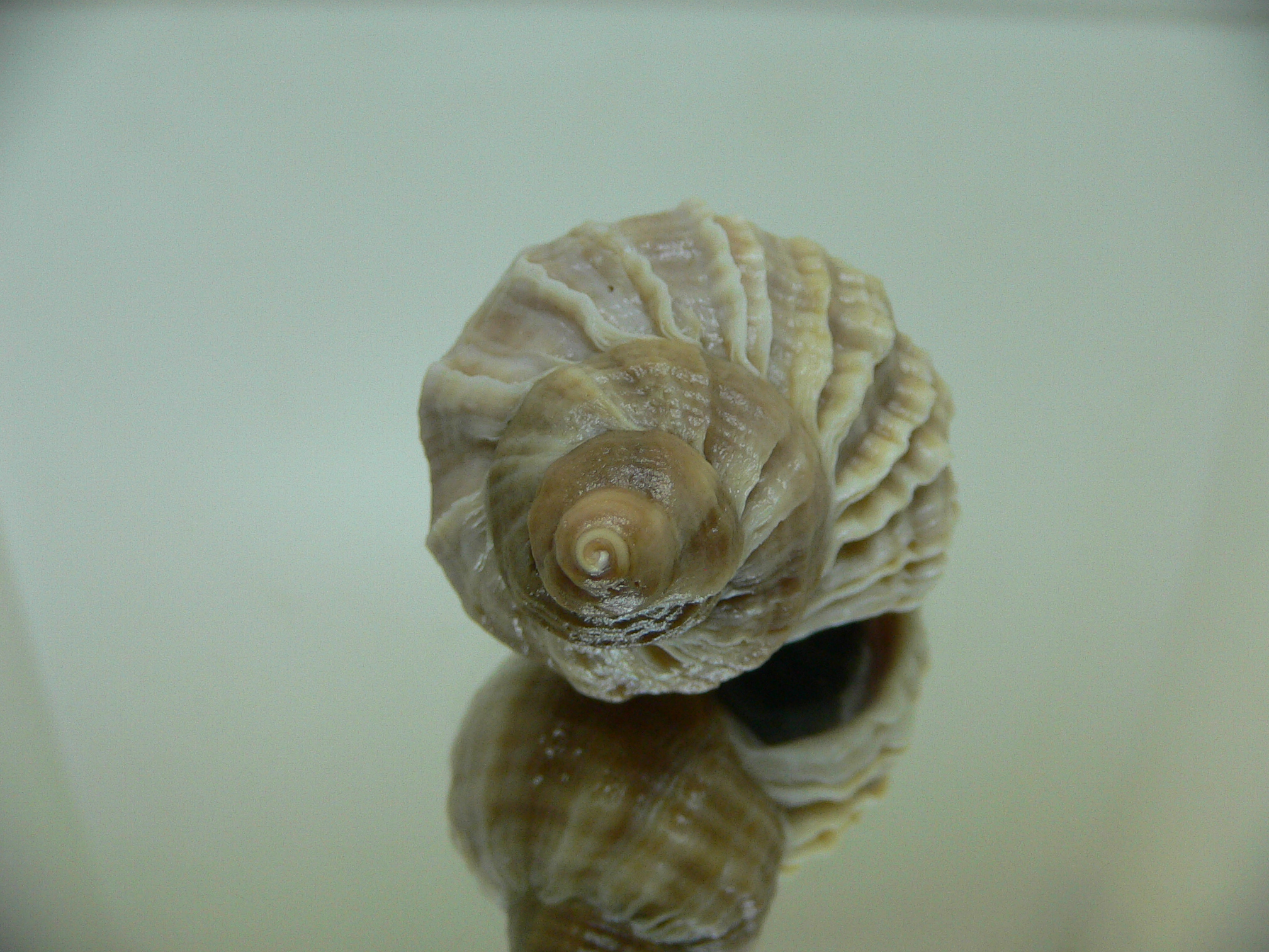 Nucella freycinetii freycinetii RIBBED FORM