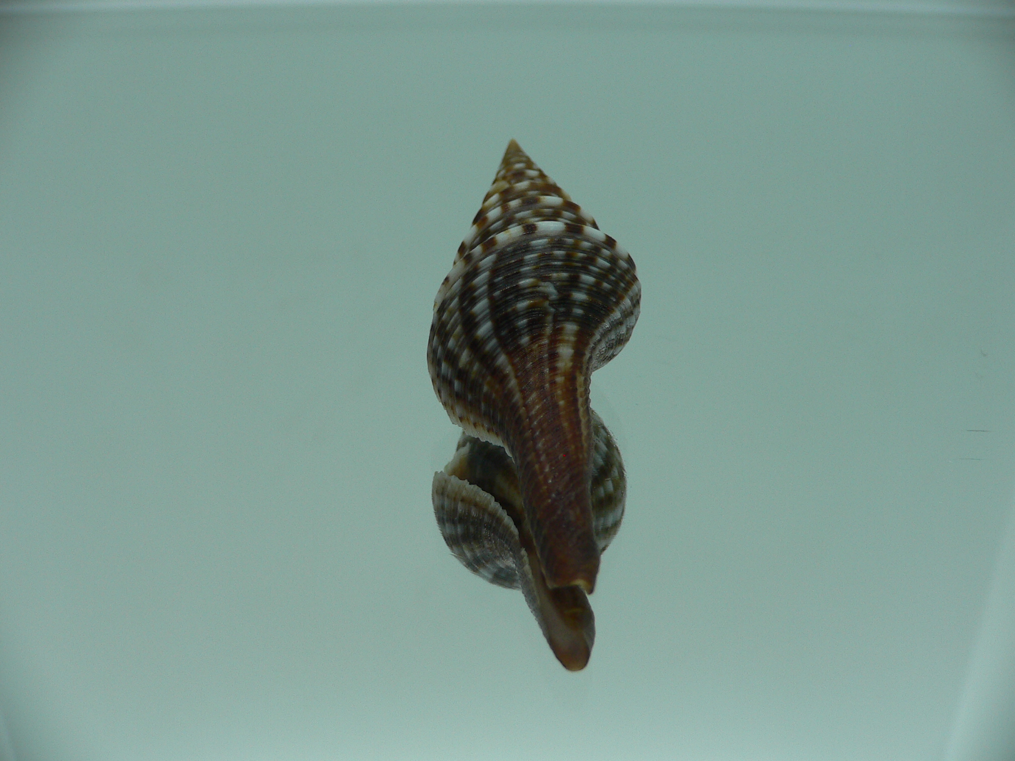 Unedogemmula indica SUPER DARK