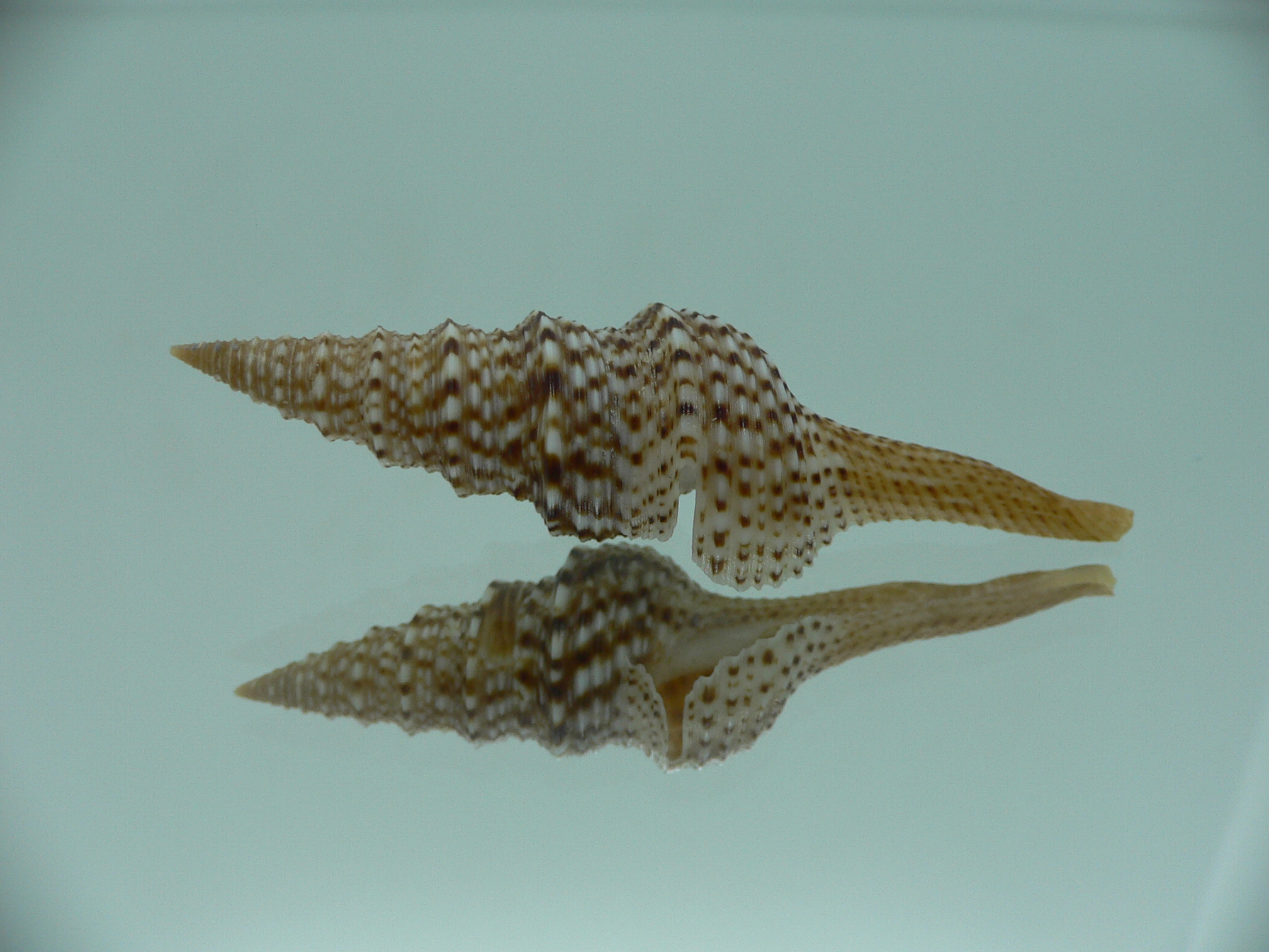 Gemmula indica indica DARK