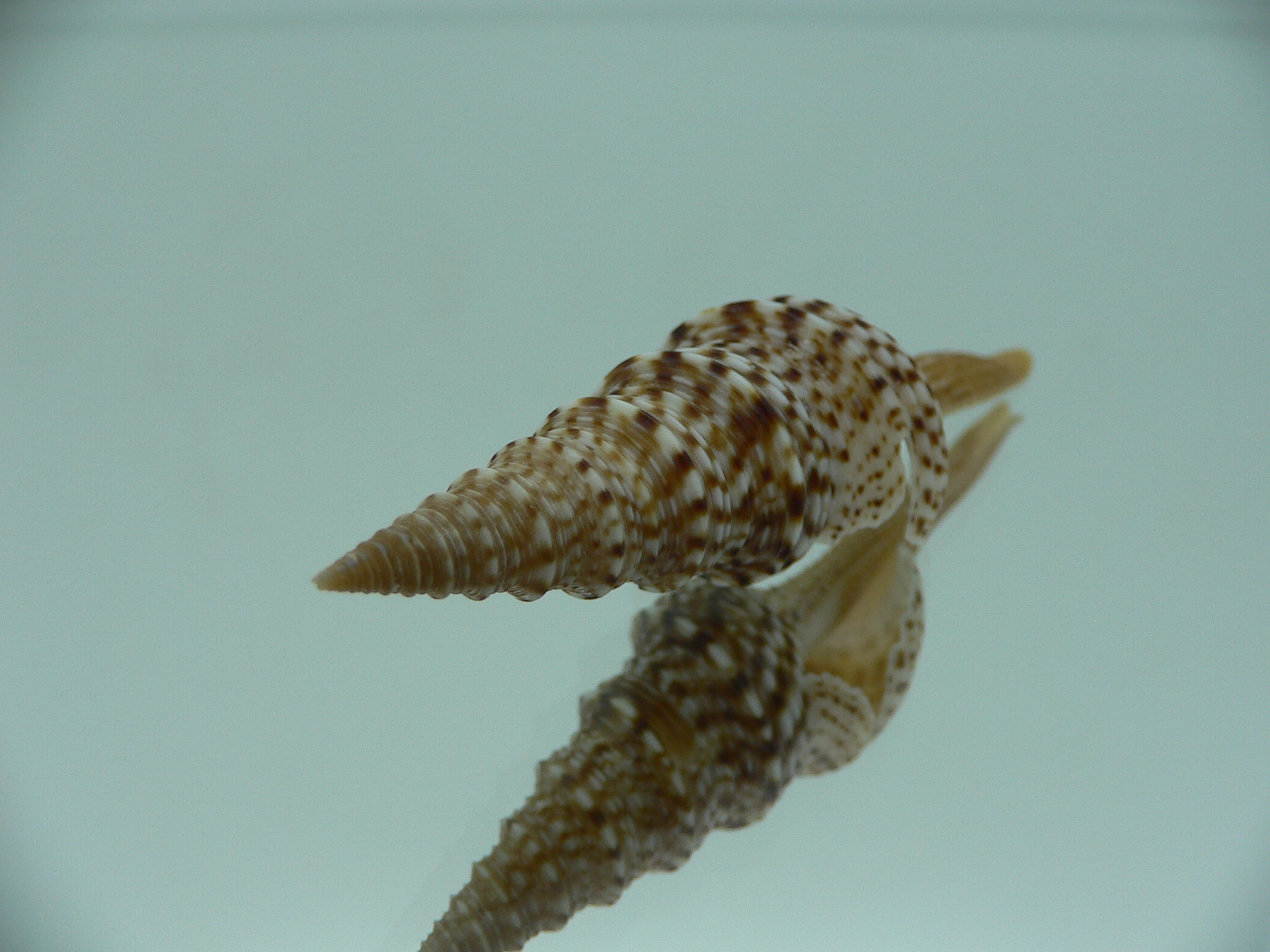 Gemmula indica indica DARK