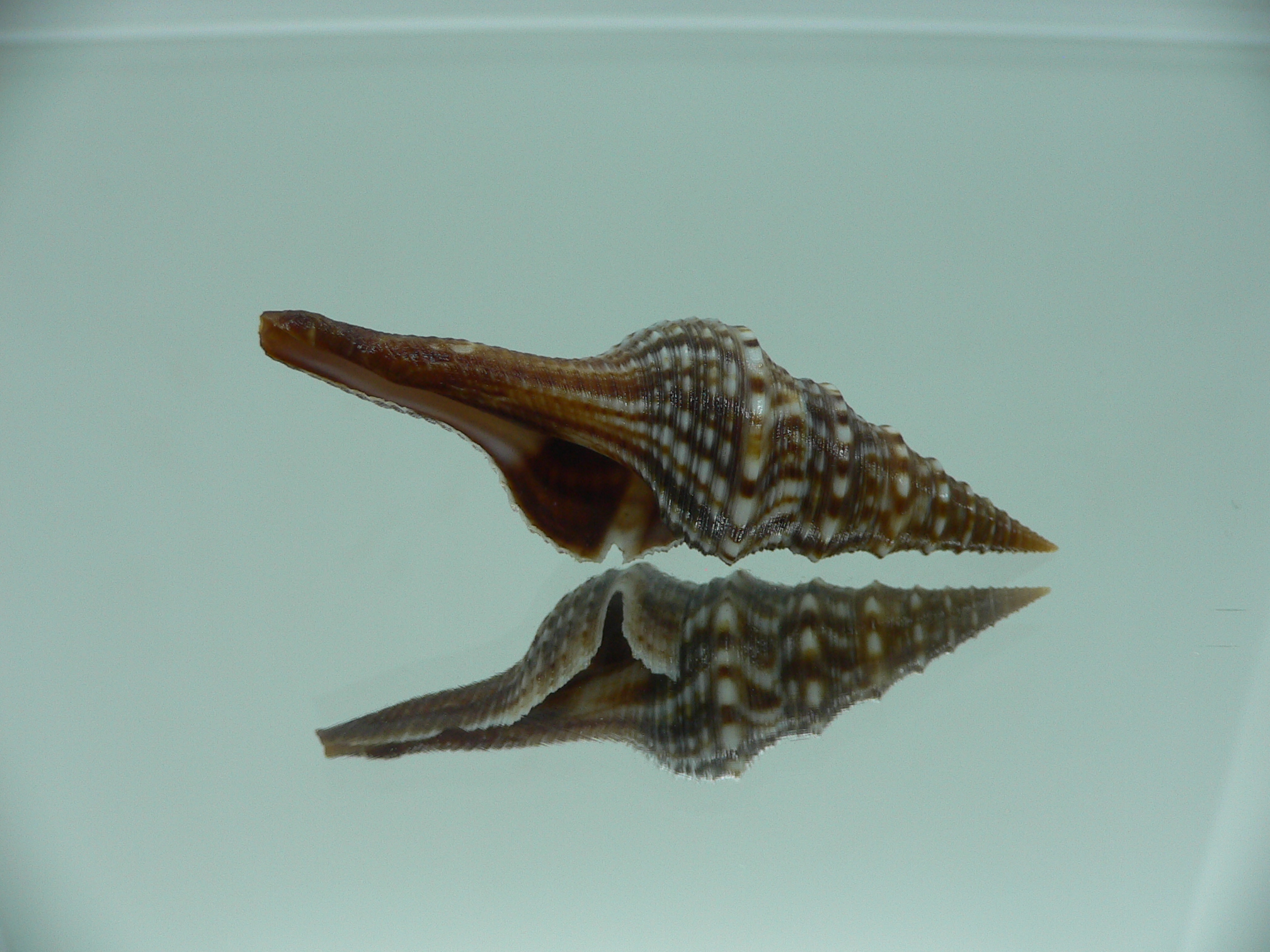 Unedogemmula indica SUPER DARK