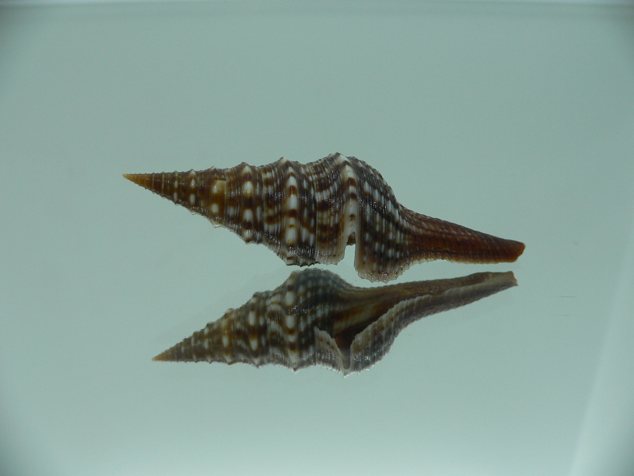 Unedogemmula indica SUPER DARK