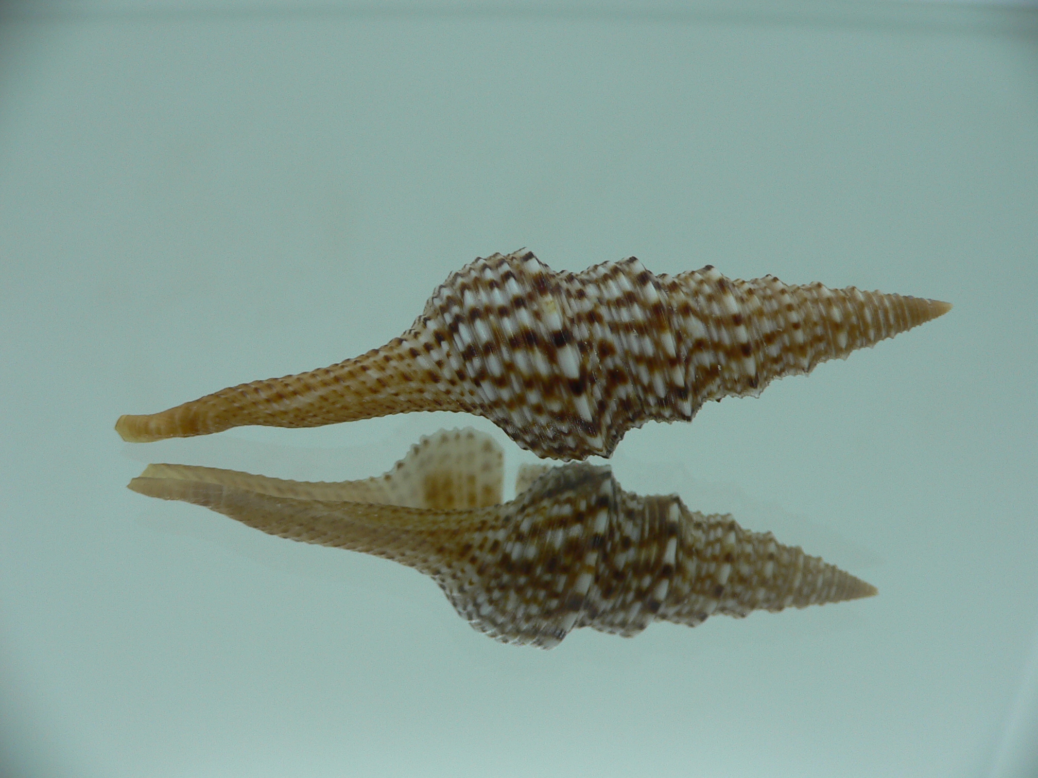 Gemmula indica indica DARK