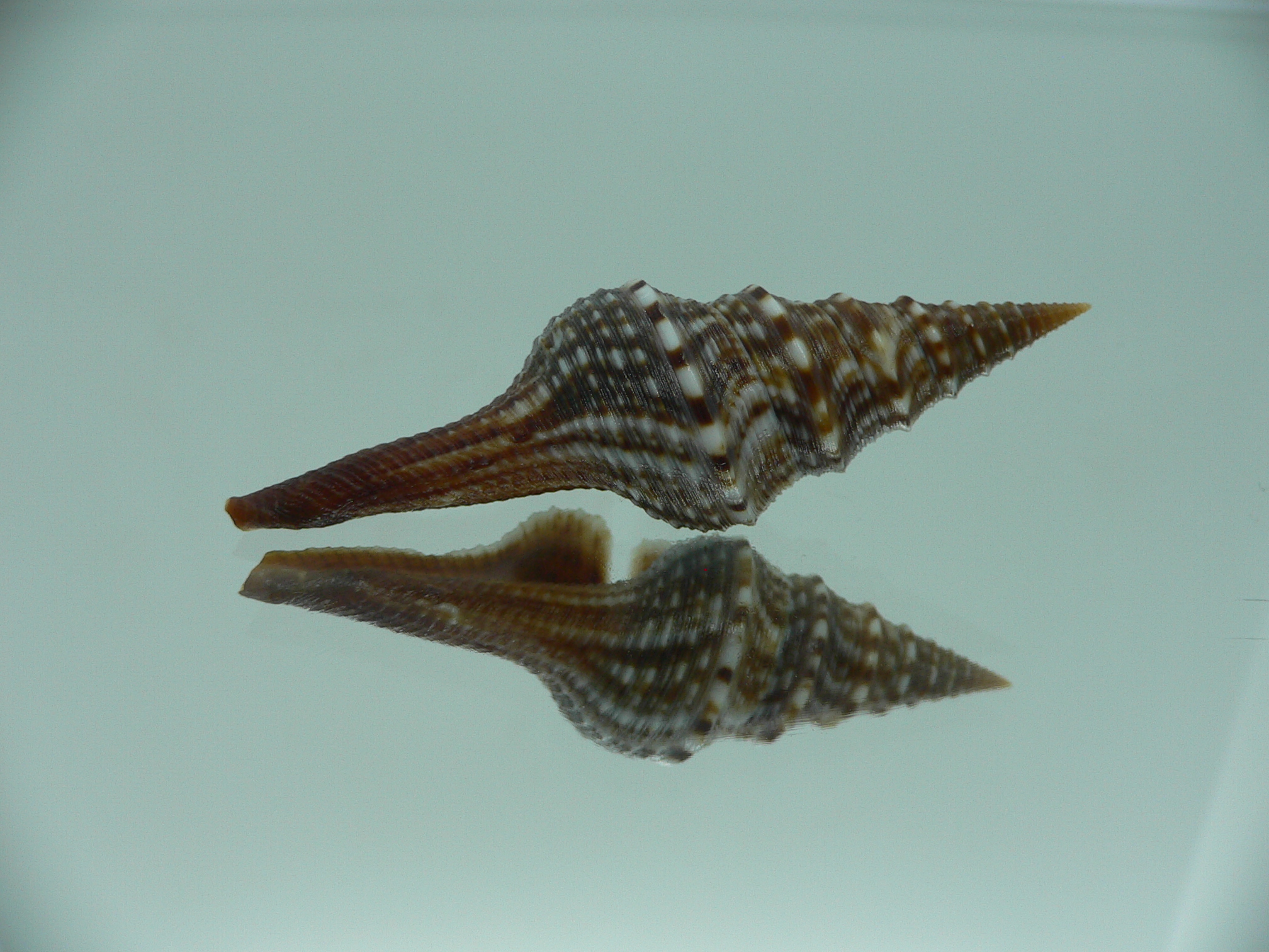 Unedogemmula indica SUPER DARK