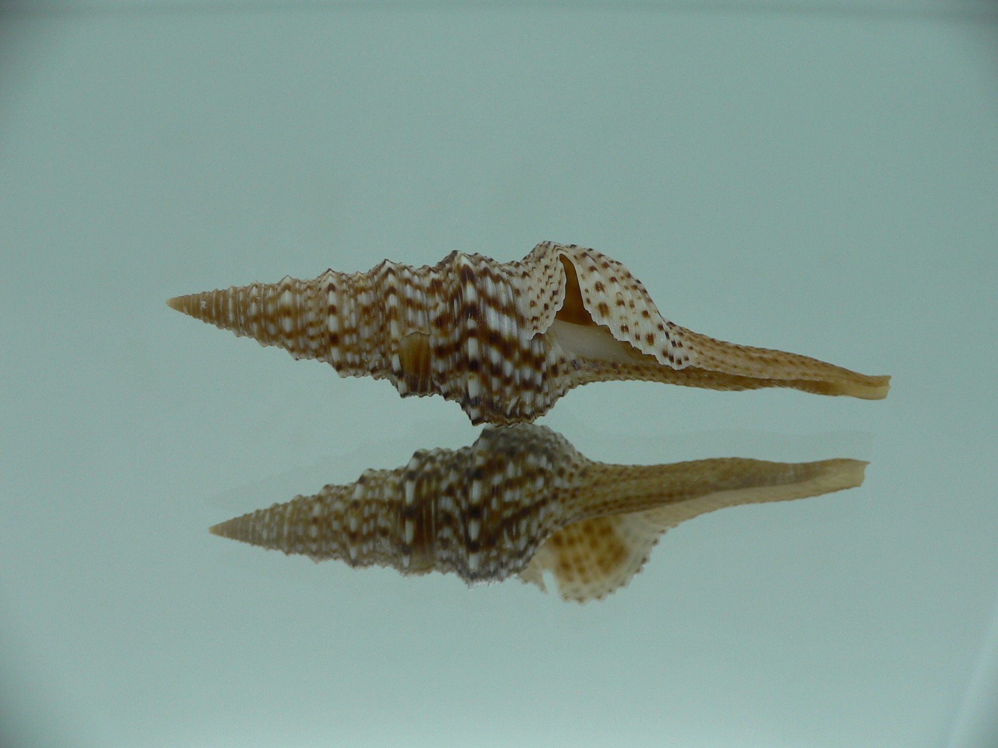 Gemmula indica indica DARK