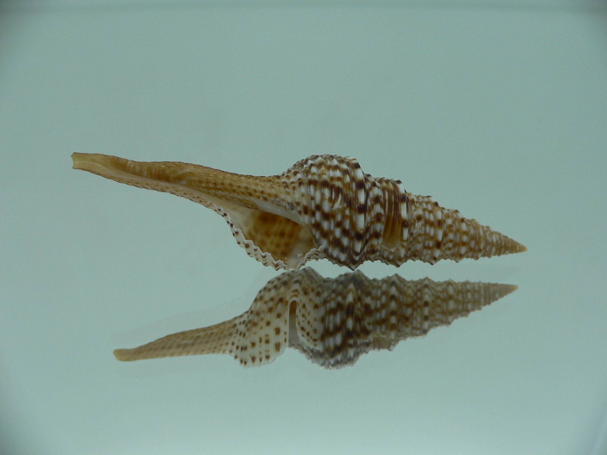 Gemmula indica indica DARK