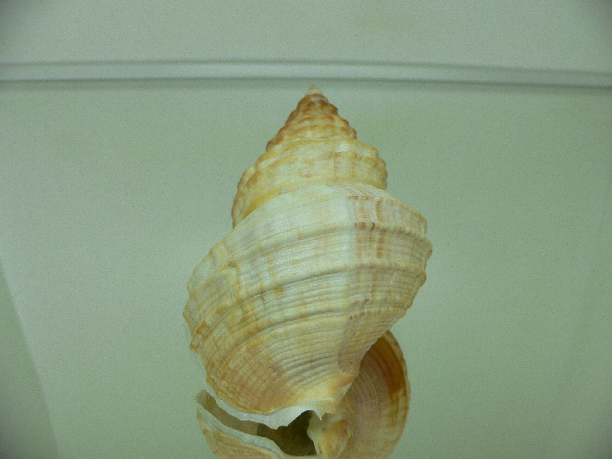 Buccinum verkruzeni