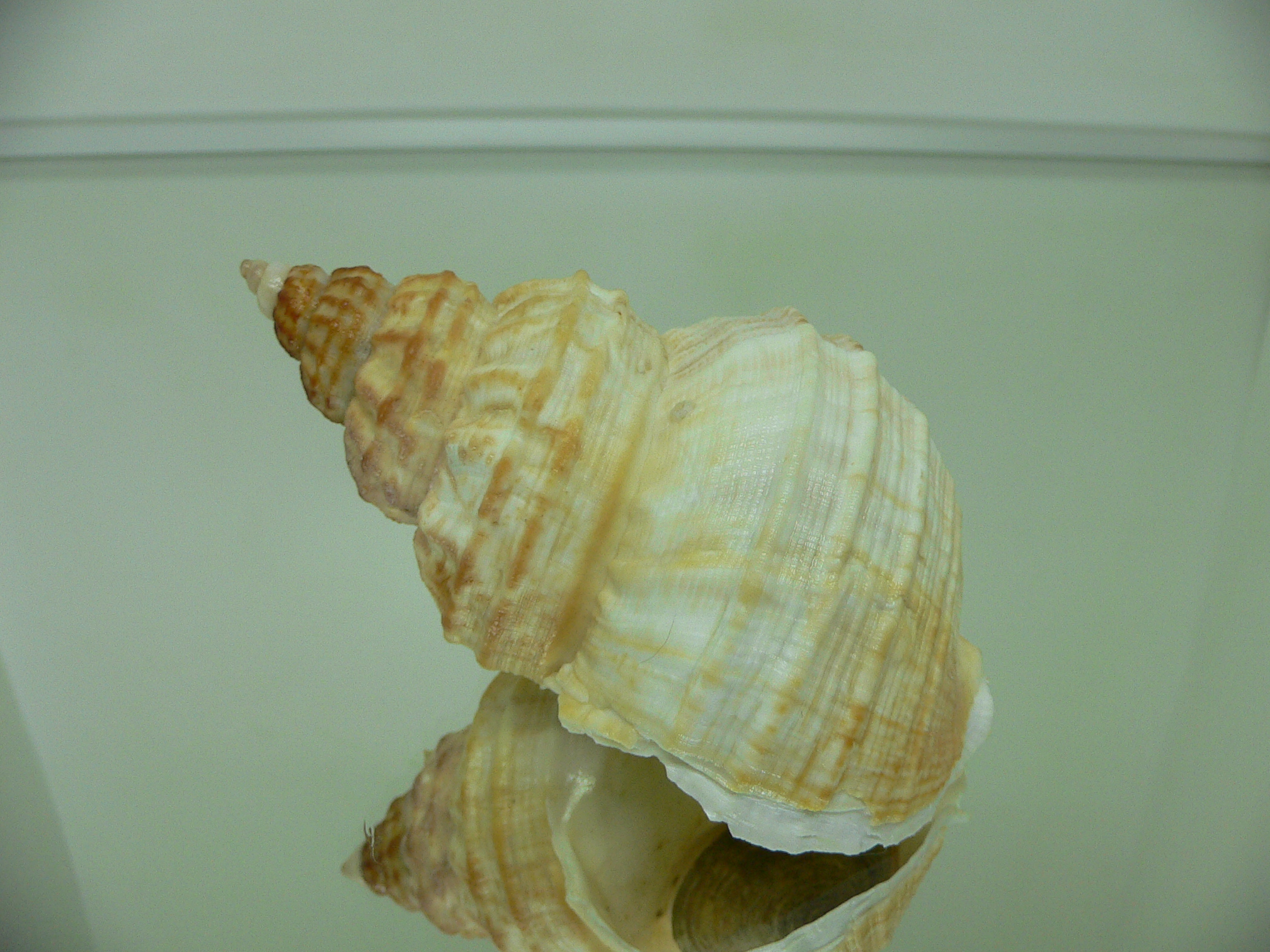 Buccinum verkruzeni