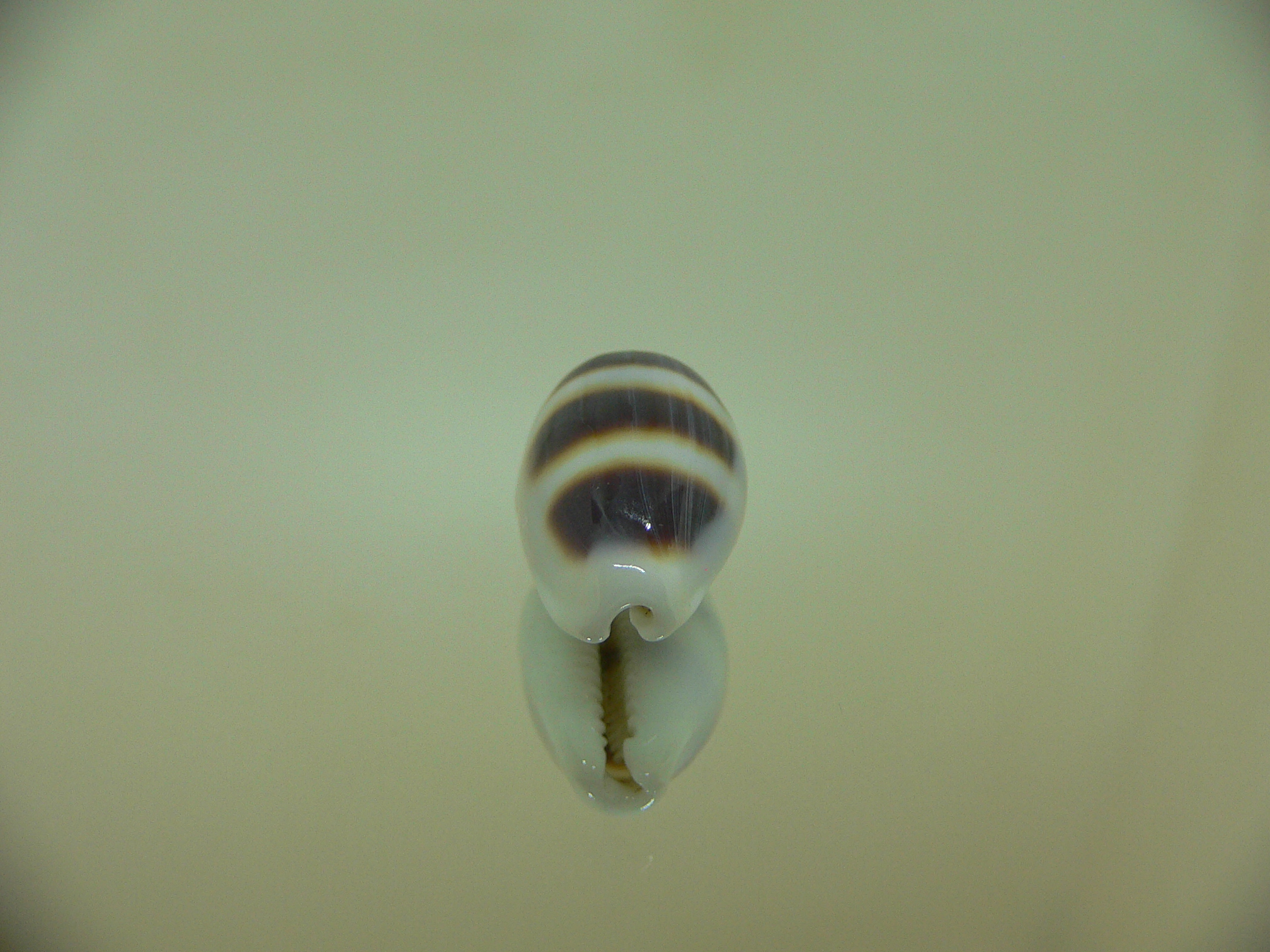 Cypraea asellus asellus