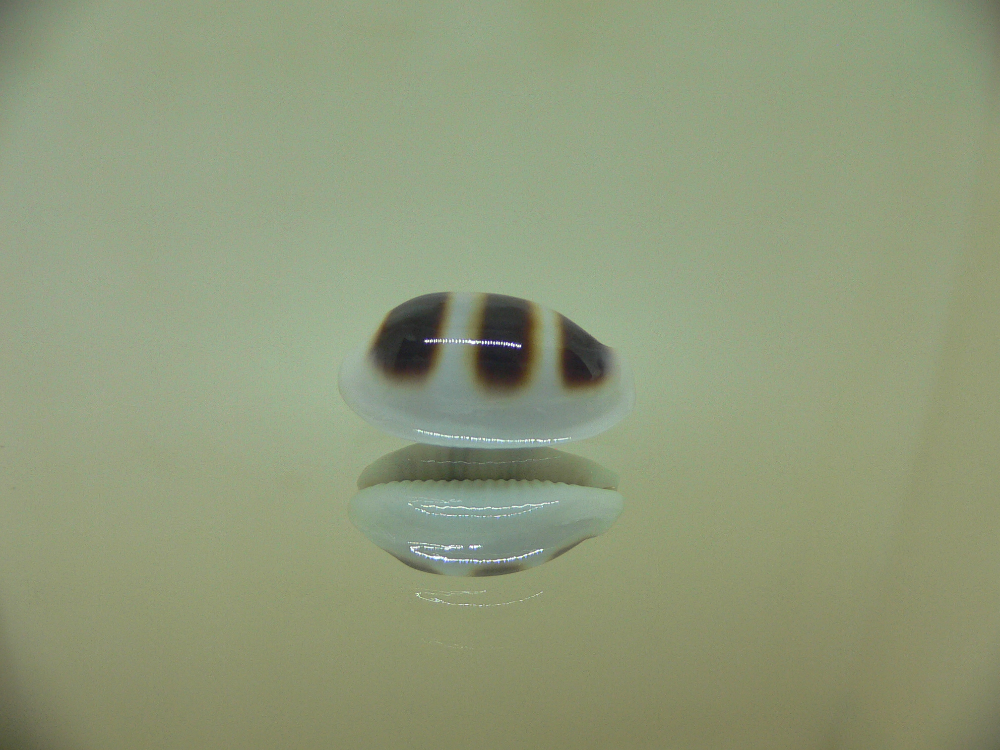 Cypraea asellus asellus