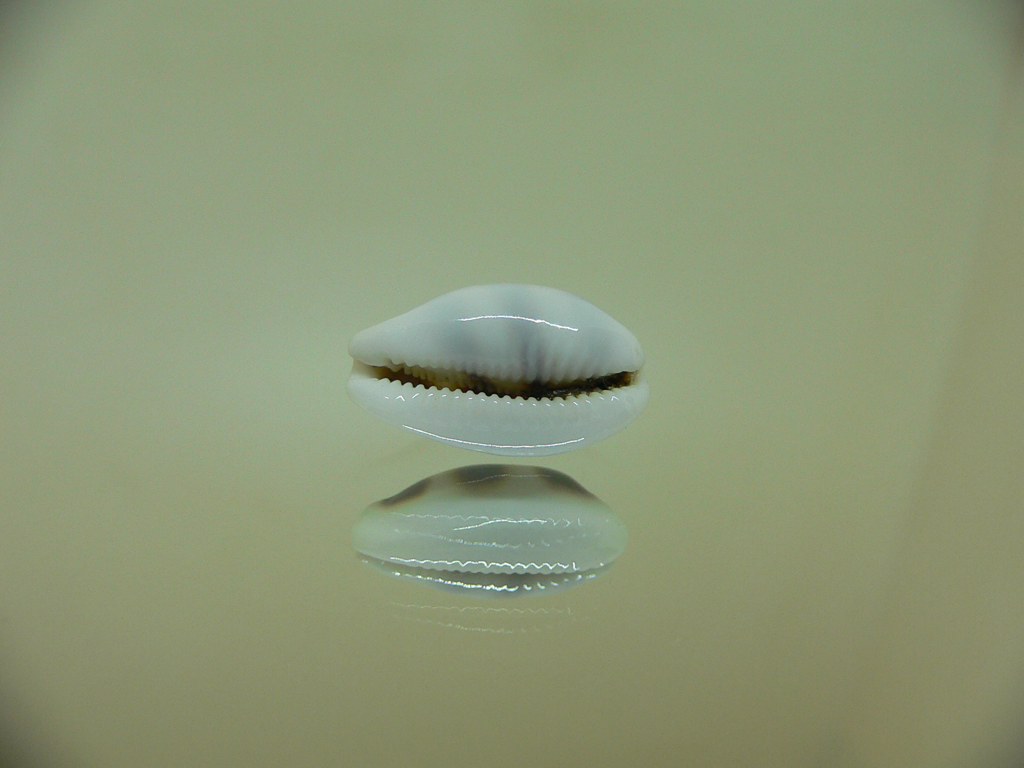 Cypraea asellus asellus