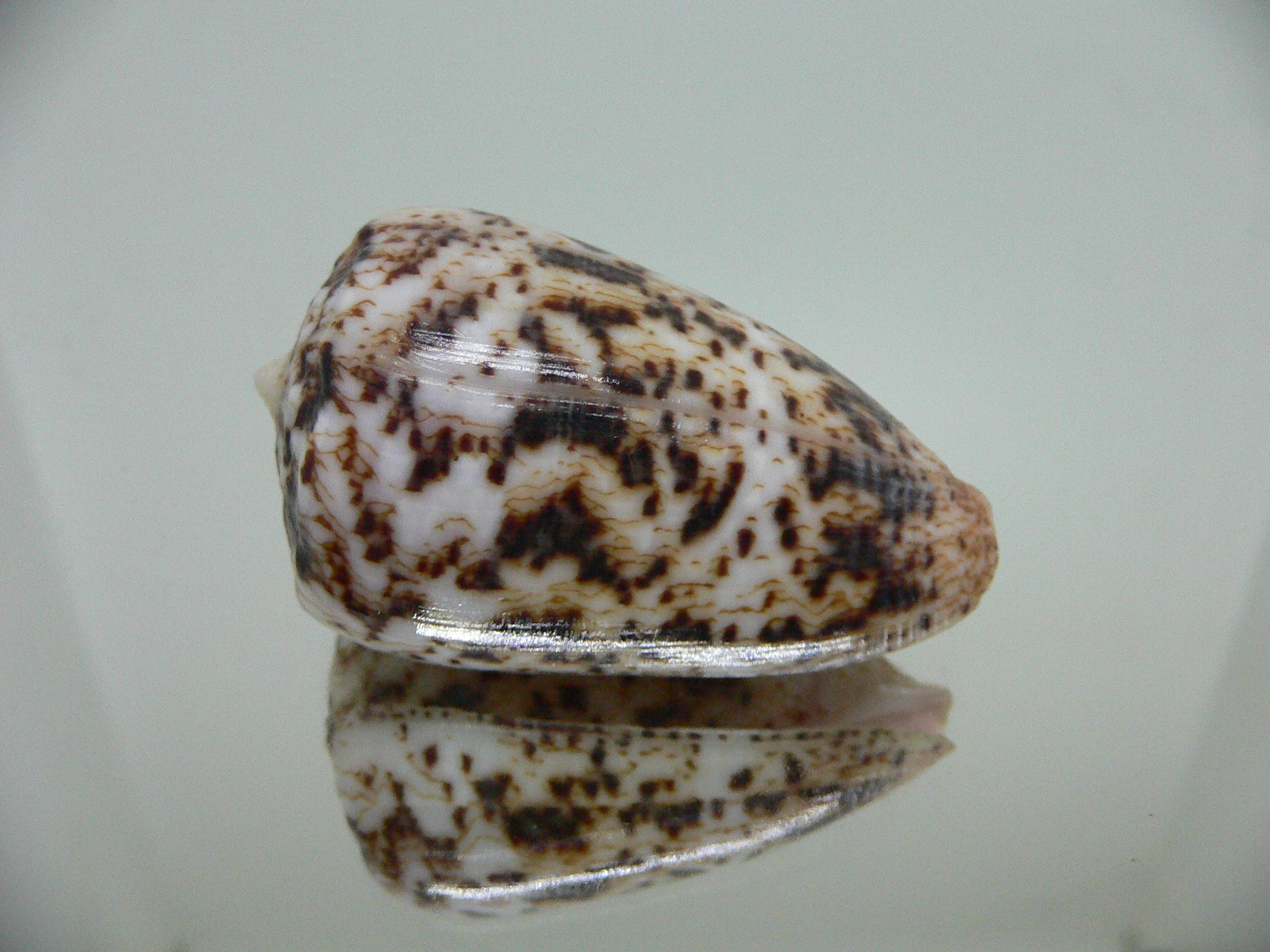 Conus zeylanicus