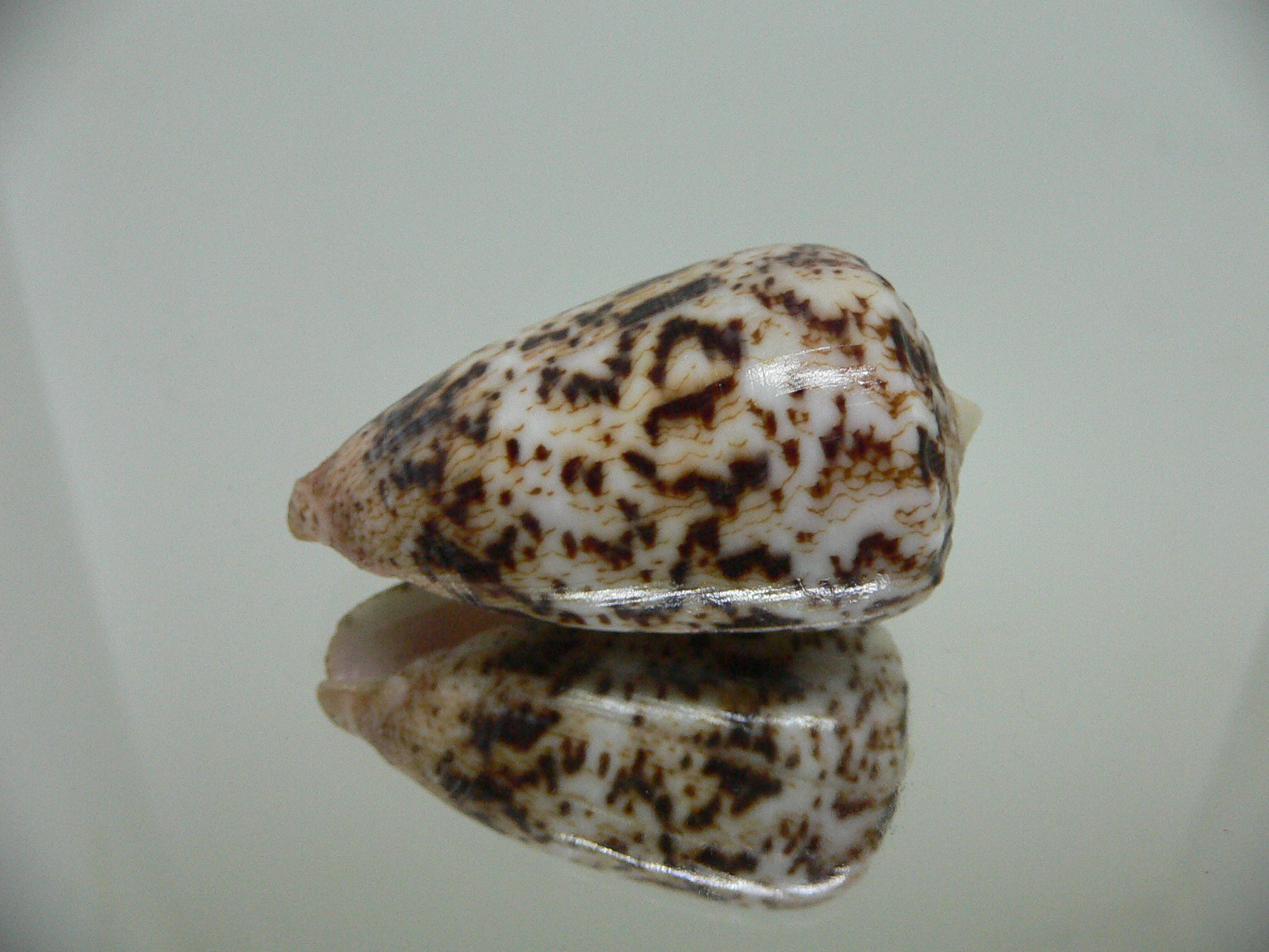 Conus zeylanicus