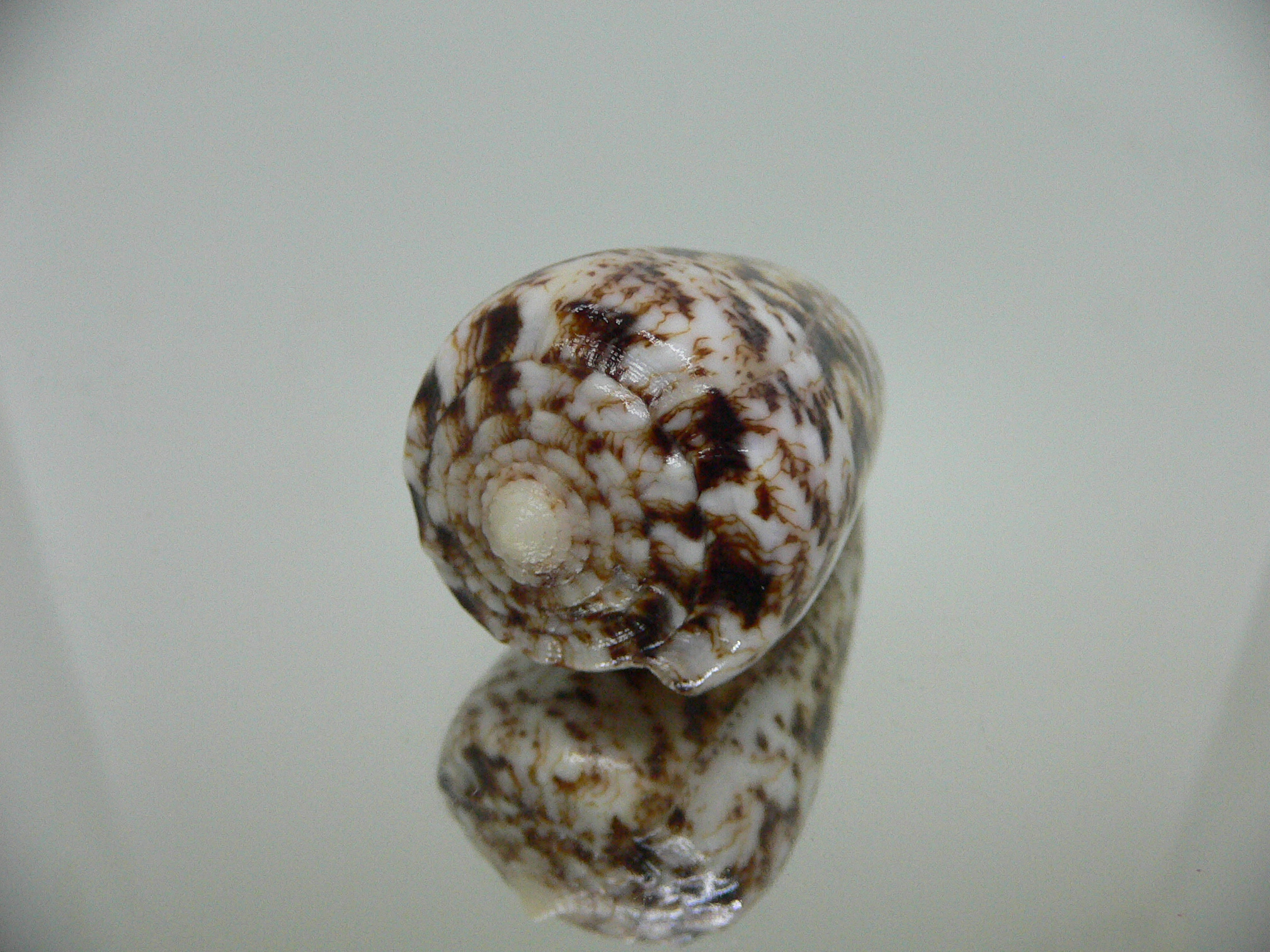 Conus zeylanicus