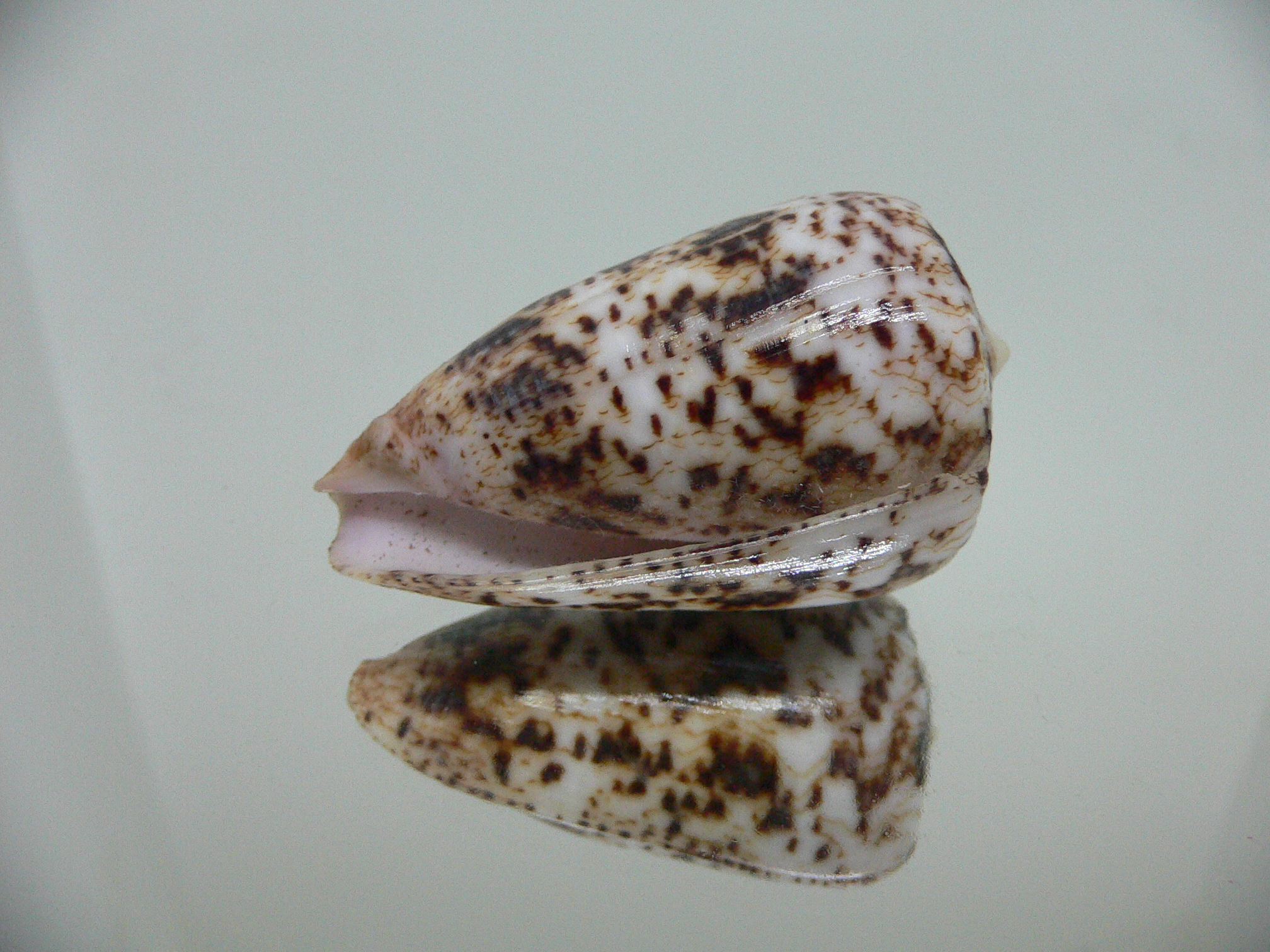 Conus zeylanicus
