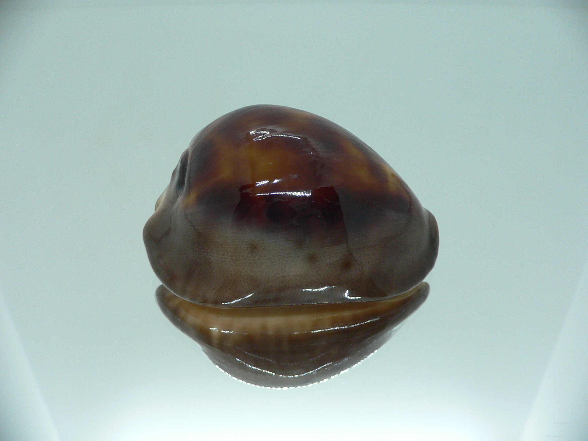 Zoila venusta episema IDEAL & GOOD SIZE