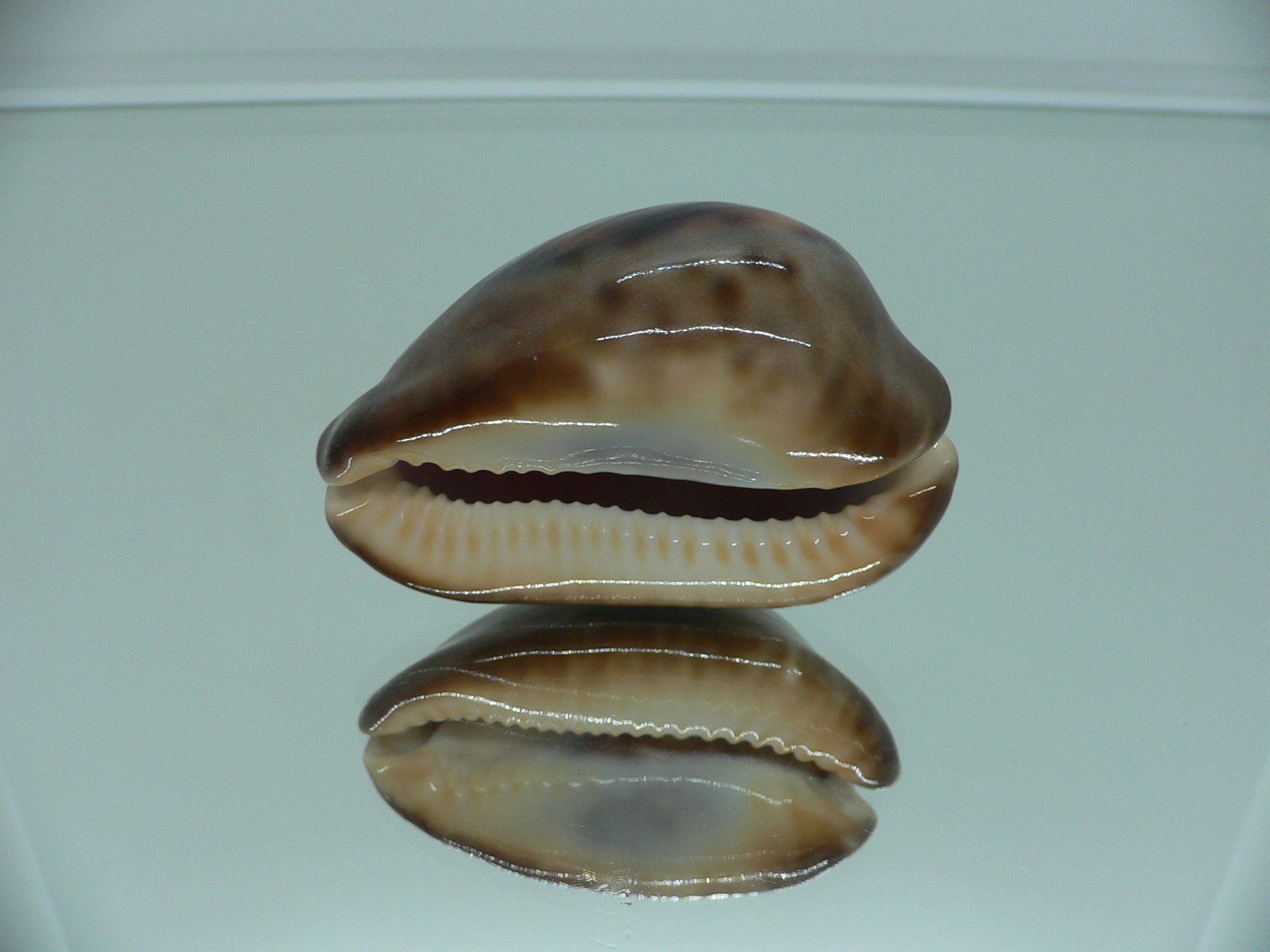 Zoila venusta episema IDEAL & GOOD SIZE