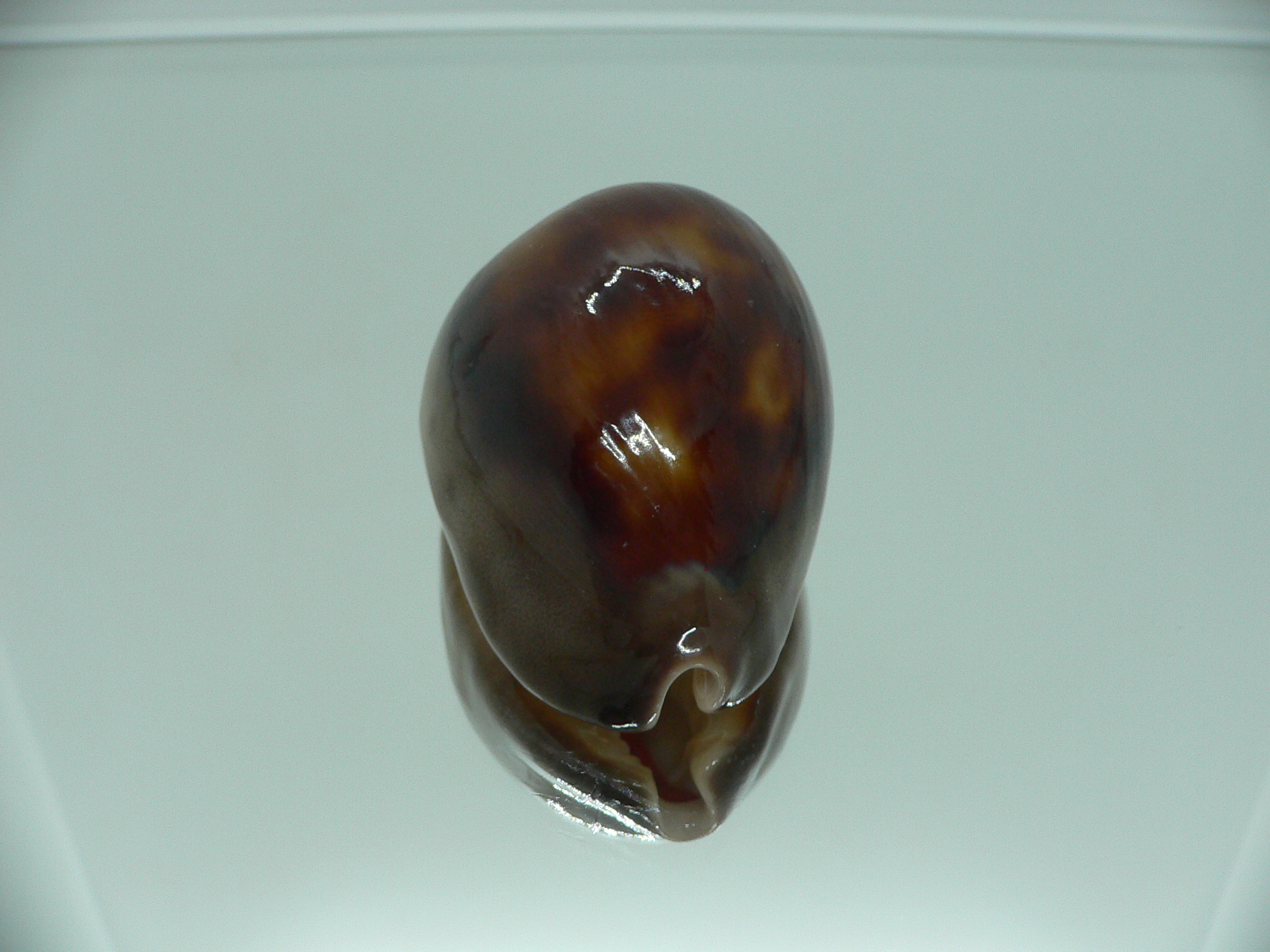 Zoila venusta episema IDEAL & GOOD SIZE