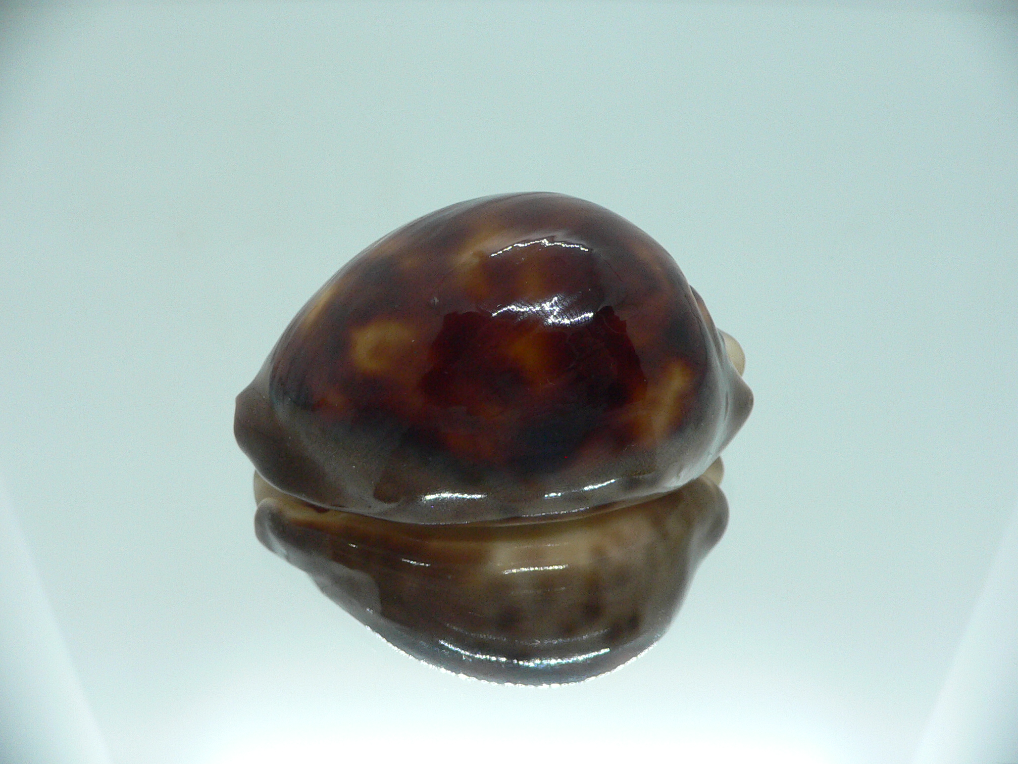 Zoila venusta episema IDEAL & GOOD SIZE
