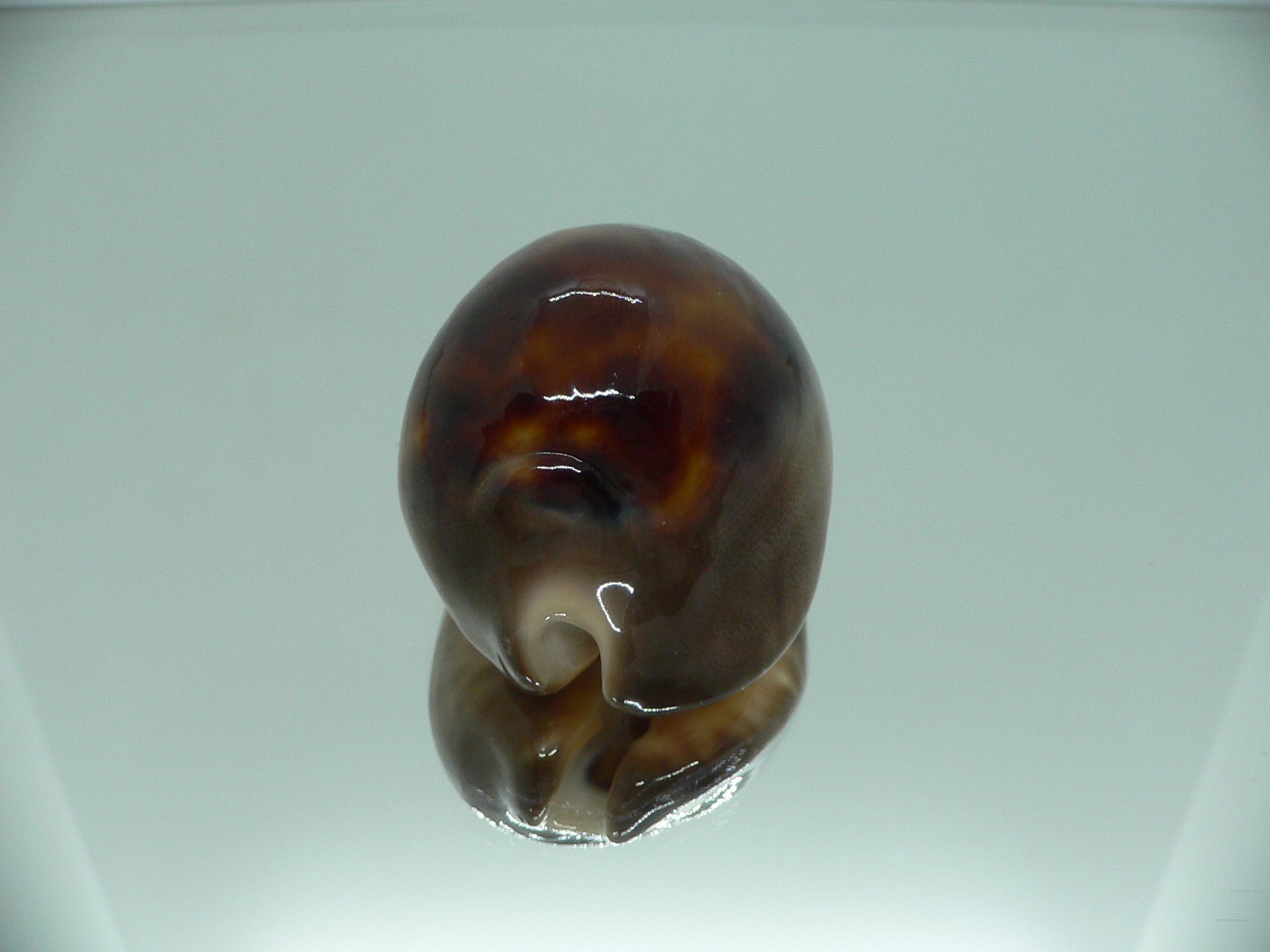 Zoila venusta episema IDEAL & GOOD SIZE