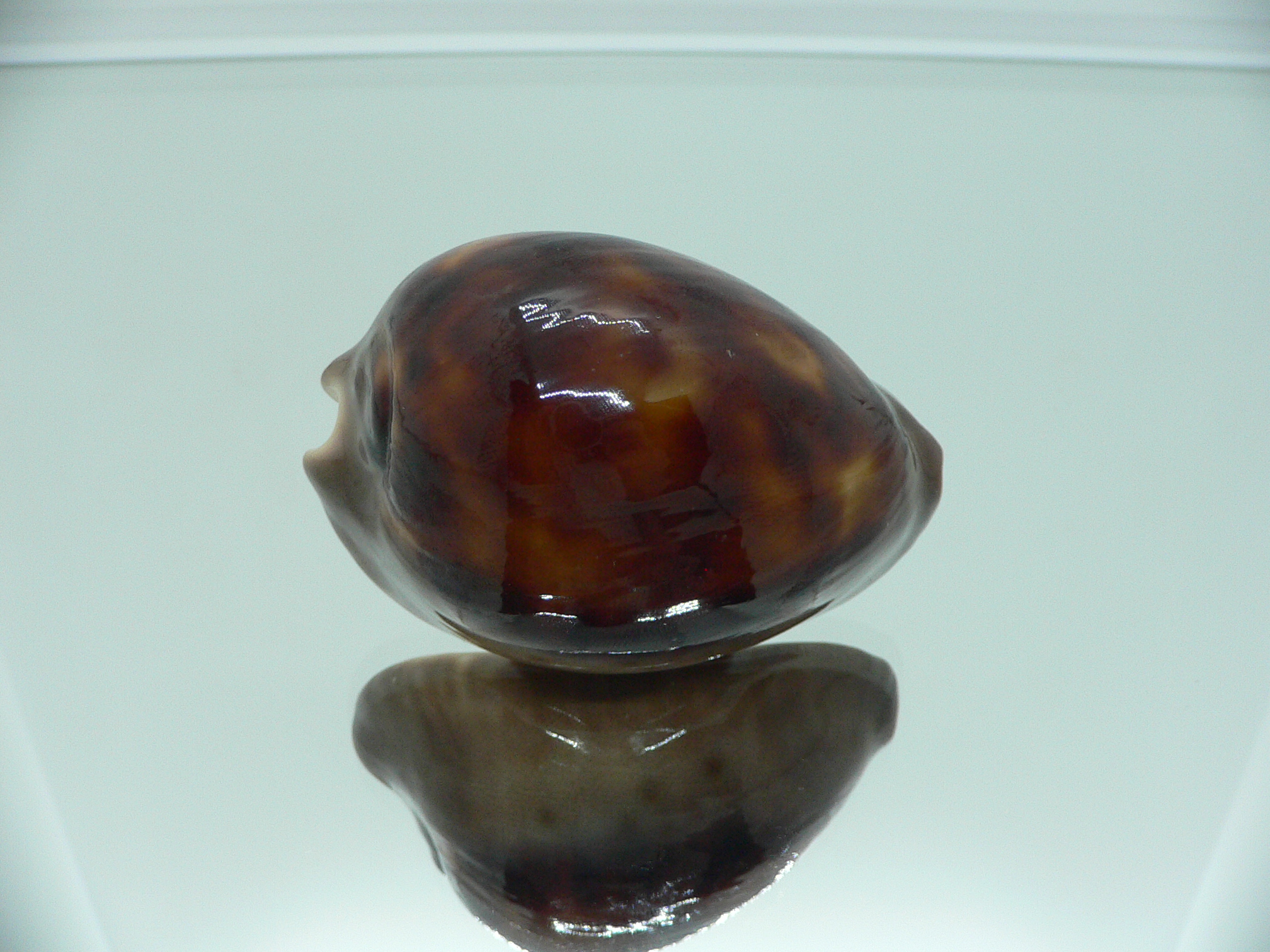 Zoila venusta episema IDEAL & GOOD SIZE