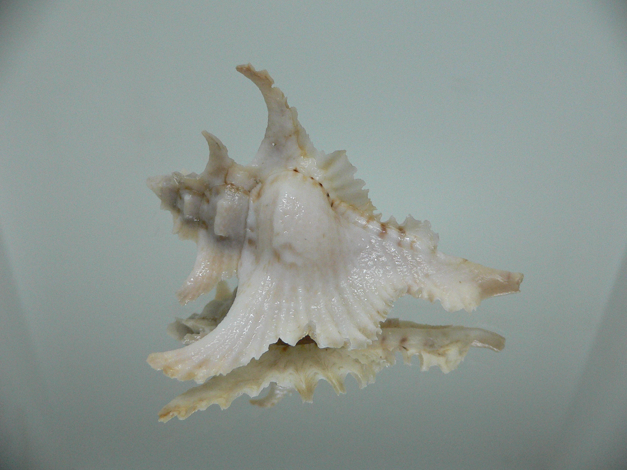 Purpurellus gambiensis THORN