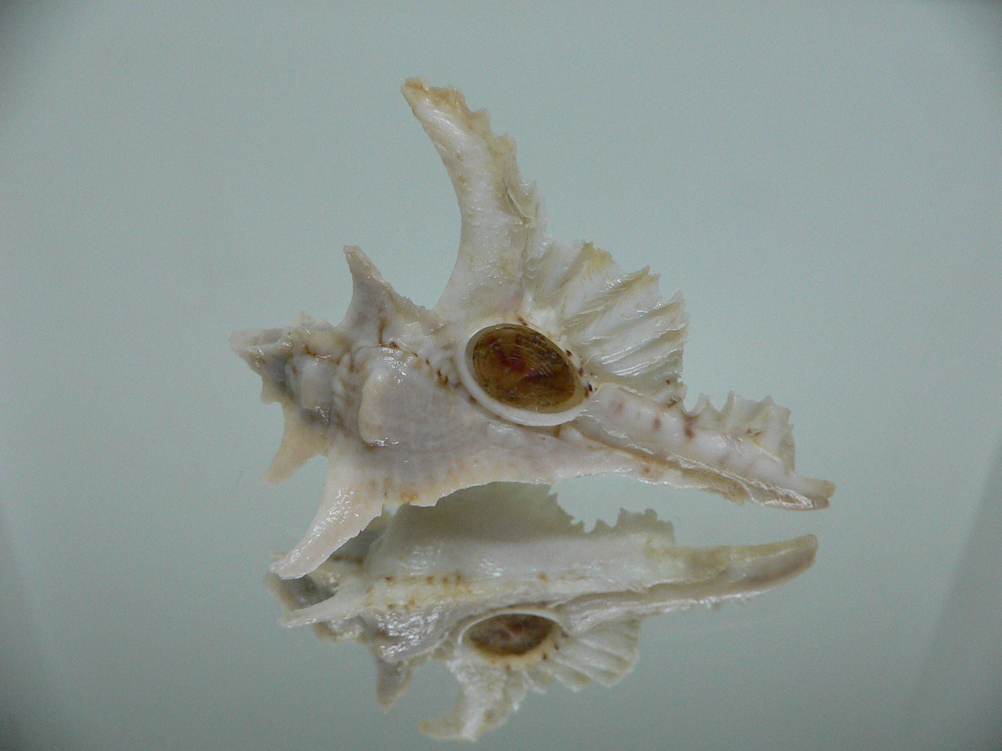 Purpurellus gambiensis THORN