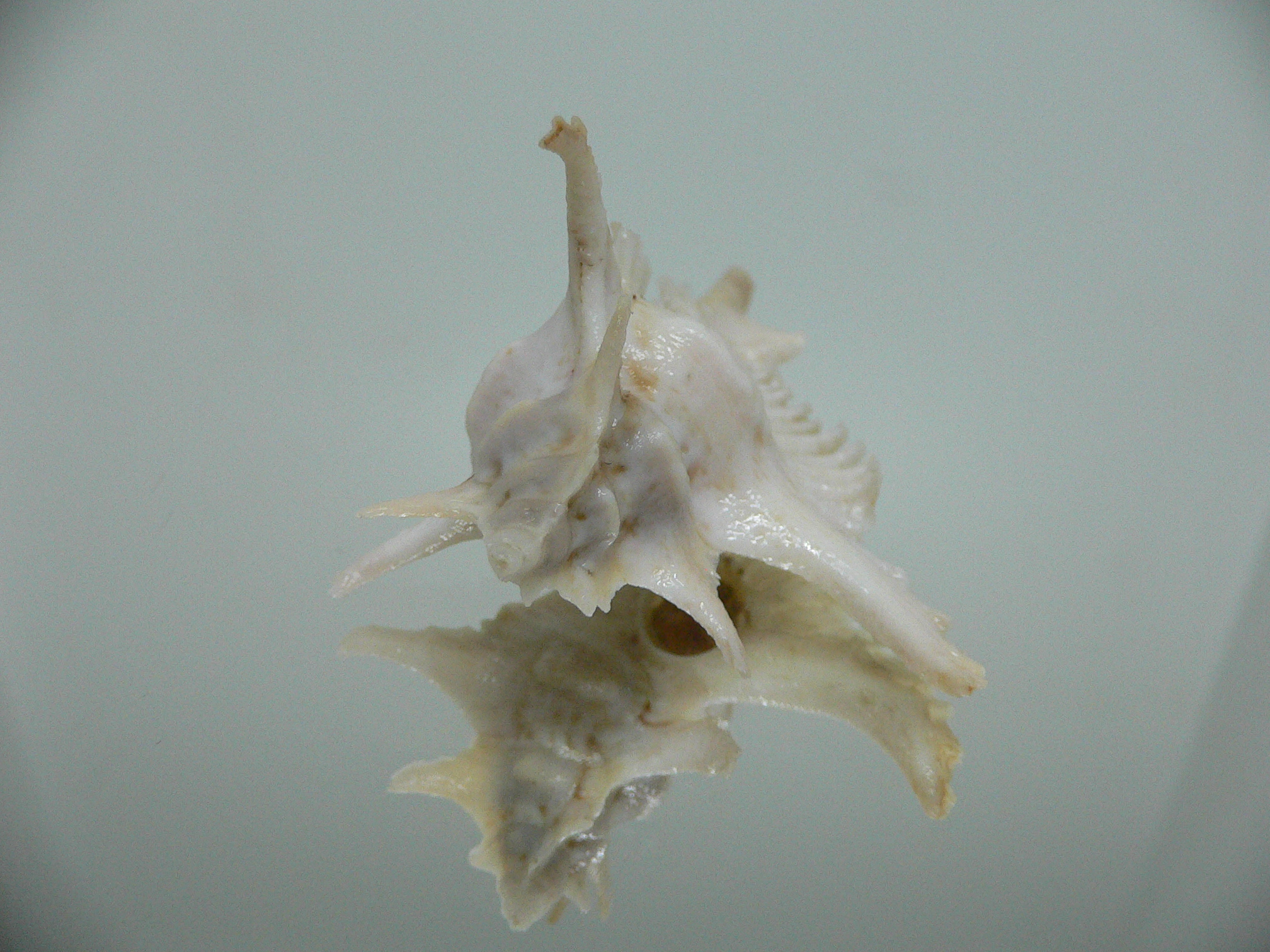 Purpurellus gambiensis THORN