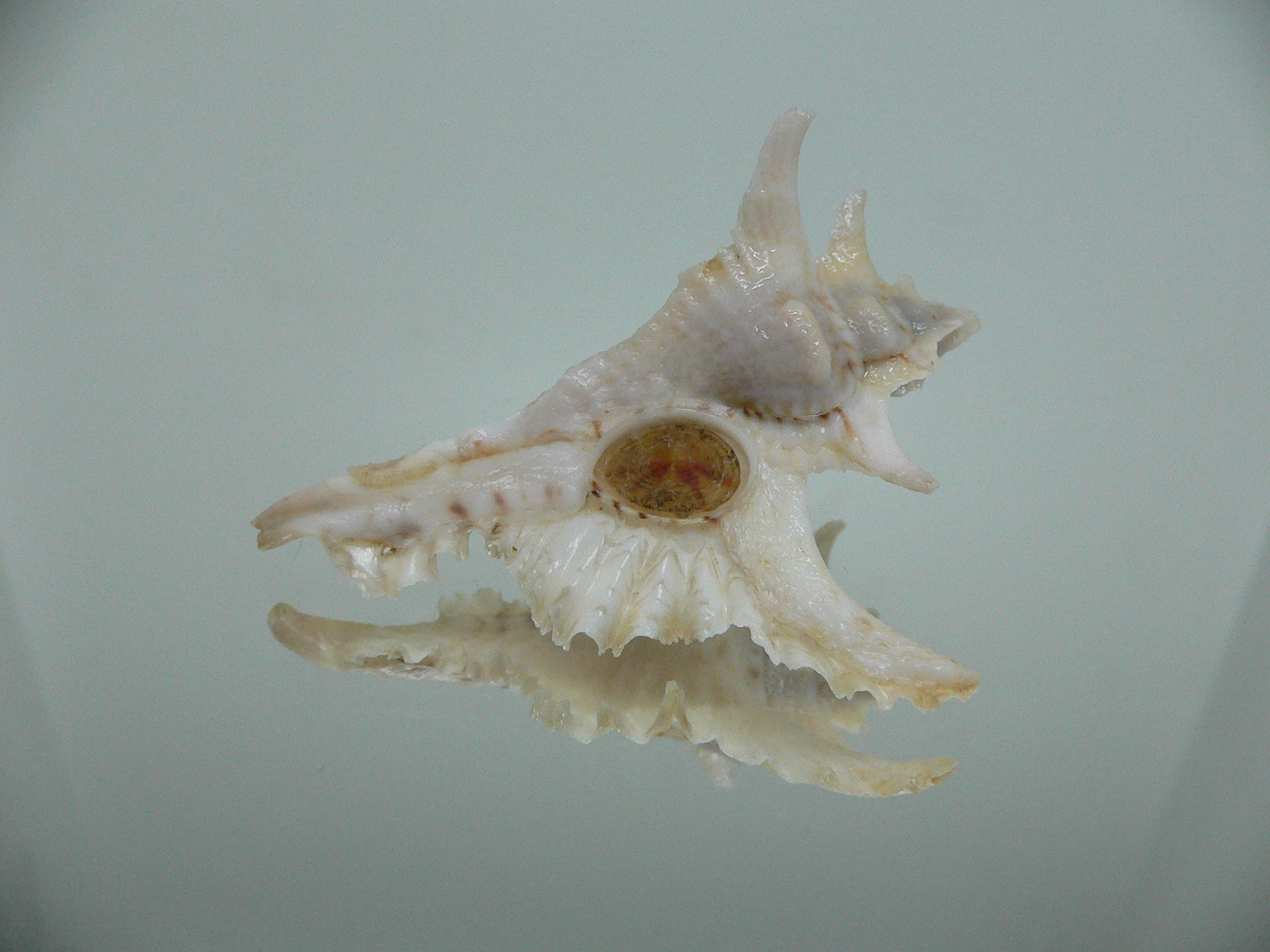 Purpurellus gambiensis THORN