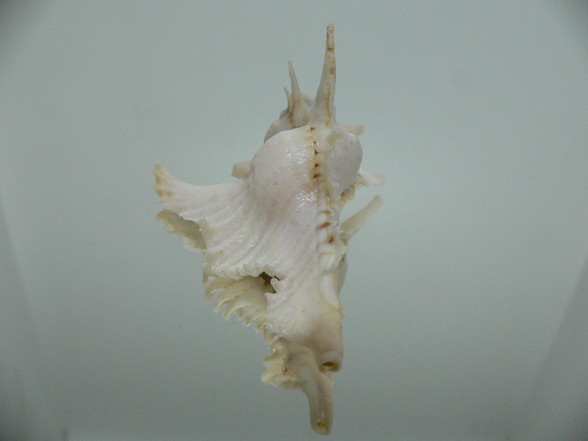 Purpurellus gambiensis THORN