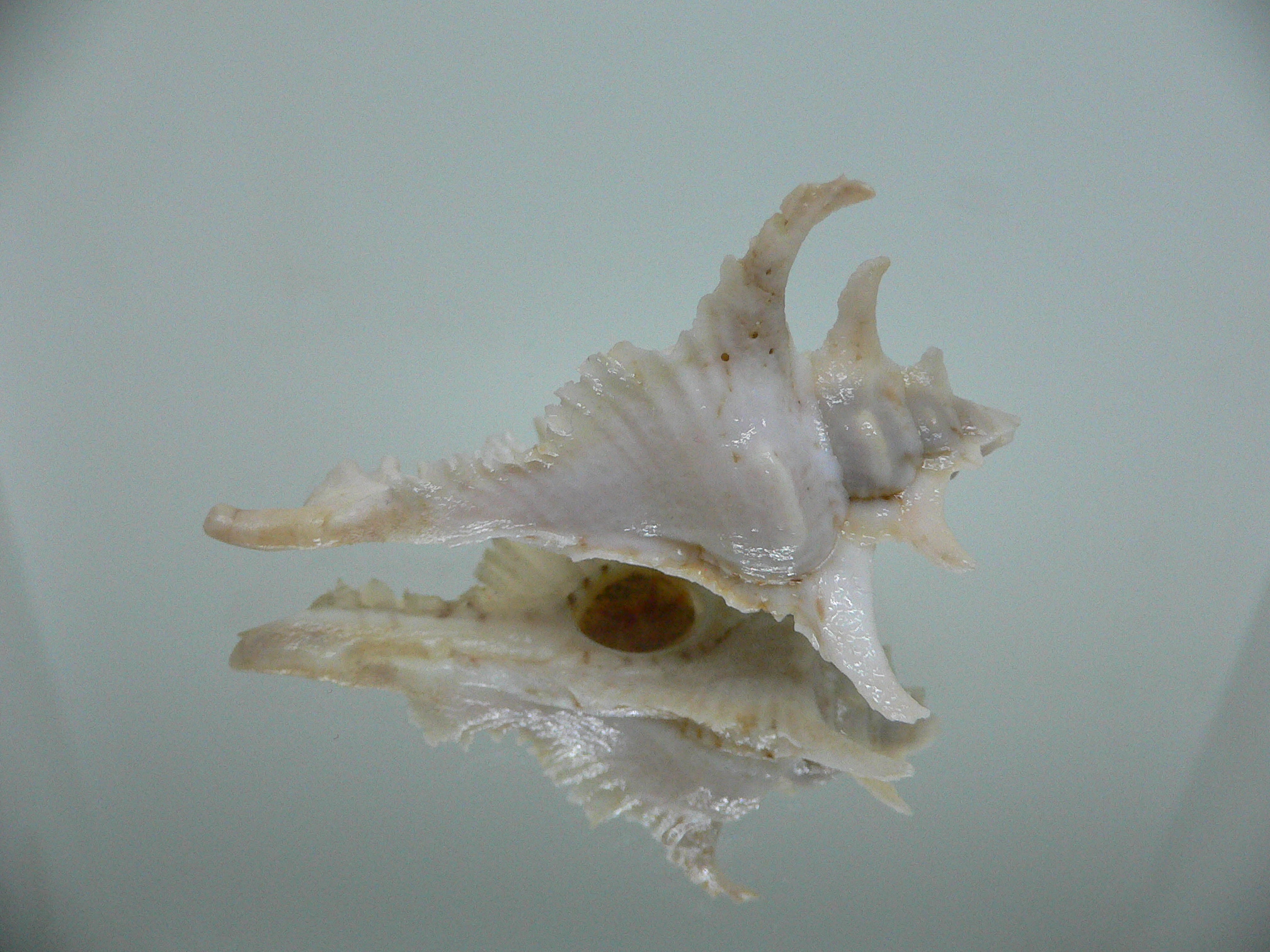 Purpurellus gambiensis THORN