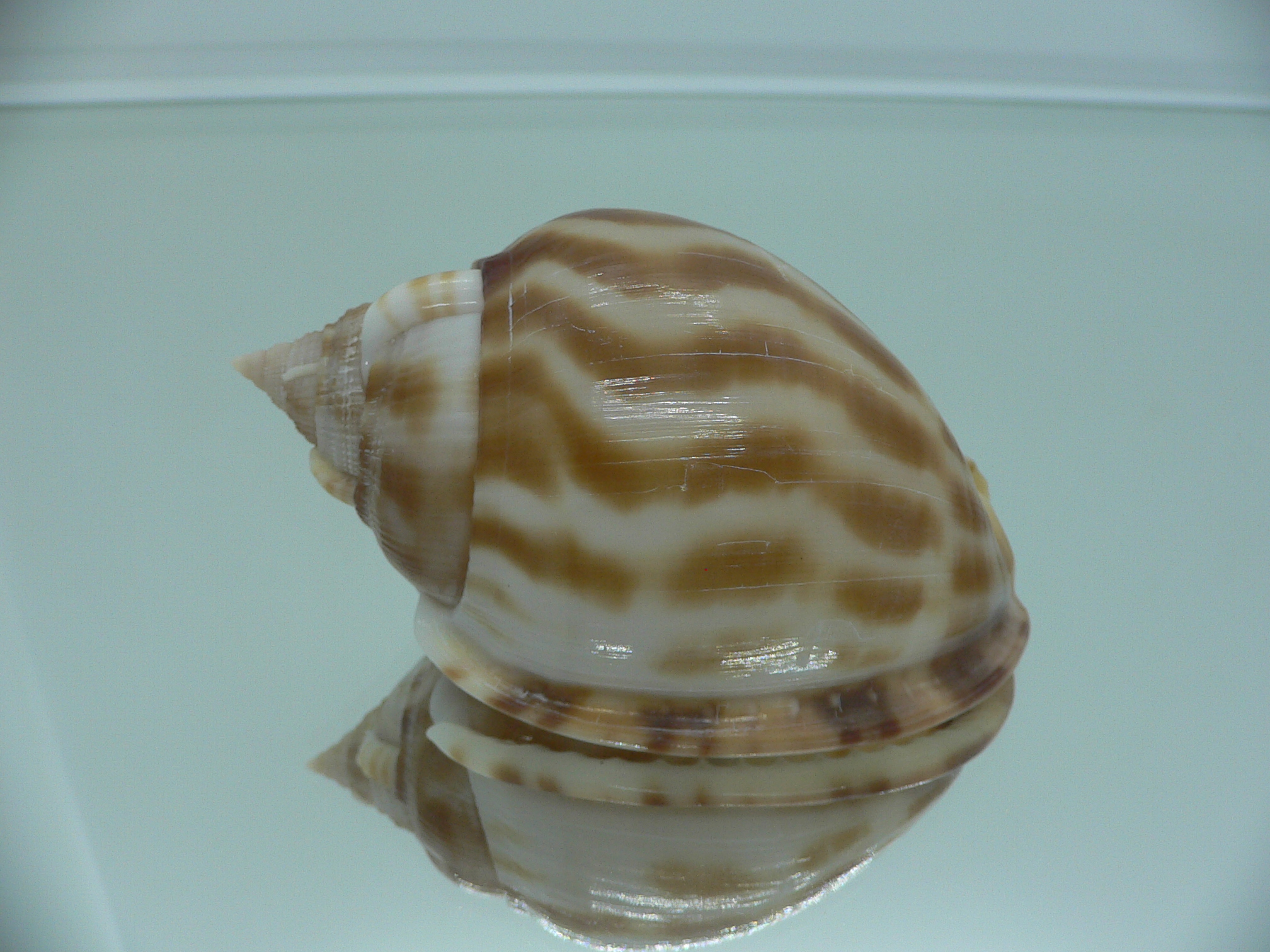 Phalium muangmani BICOLOR
