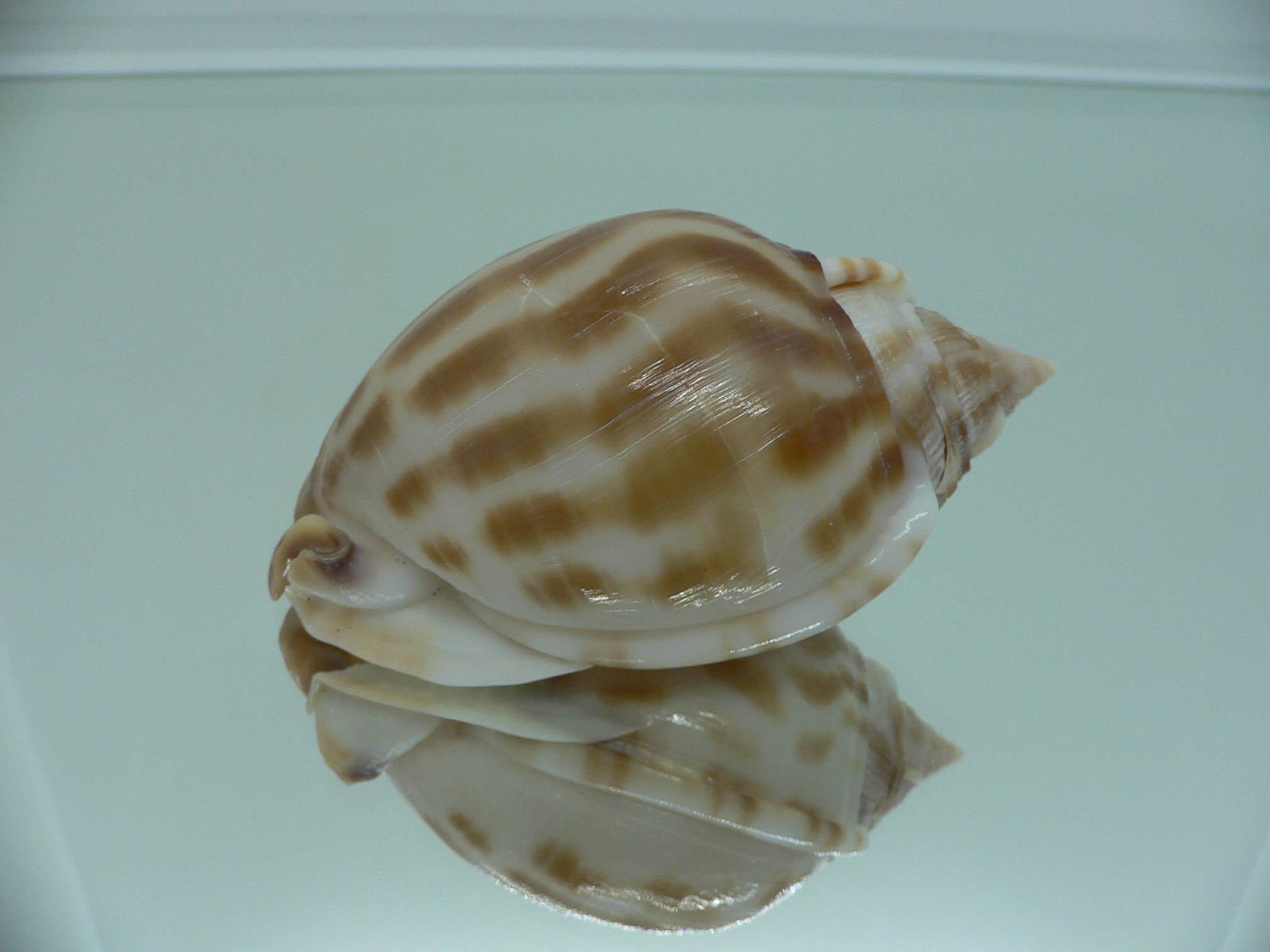 Phalium muangmani BICOLOR