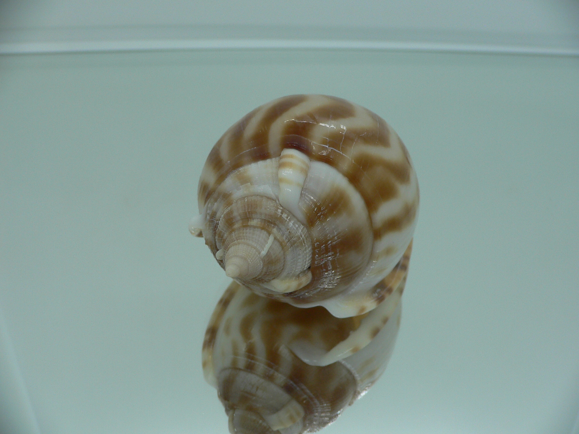Phalium muangmani BICOLOR
