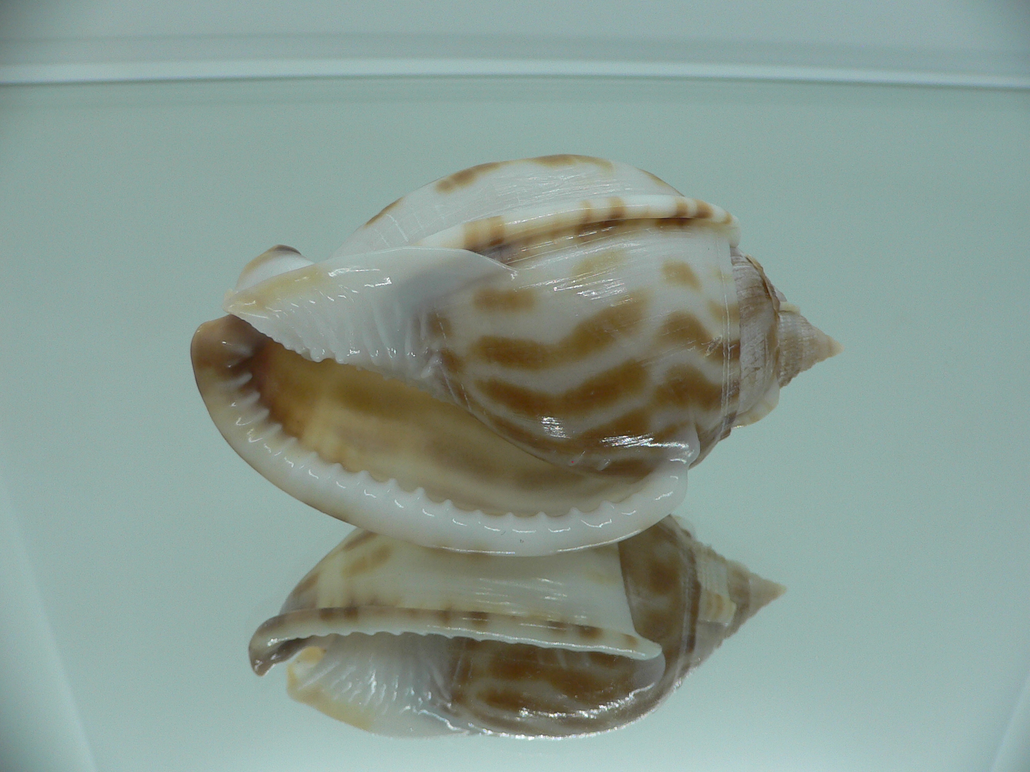 Phalium muangmani BICOLOR