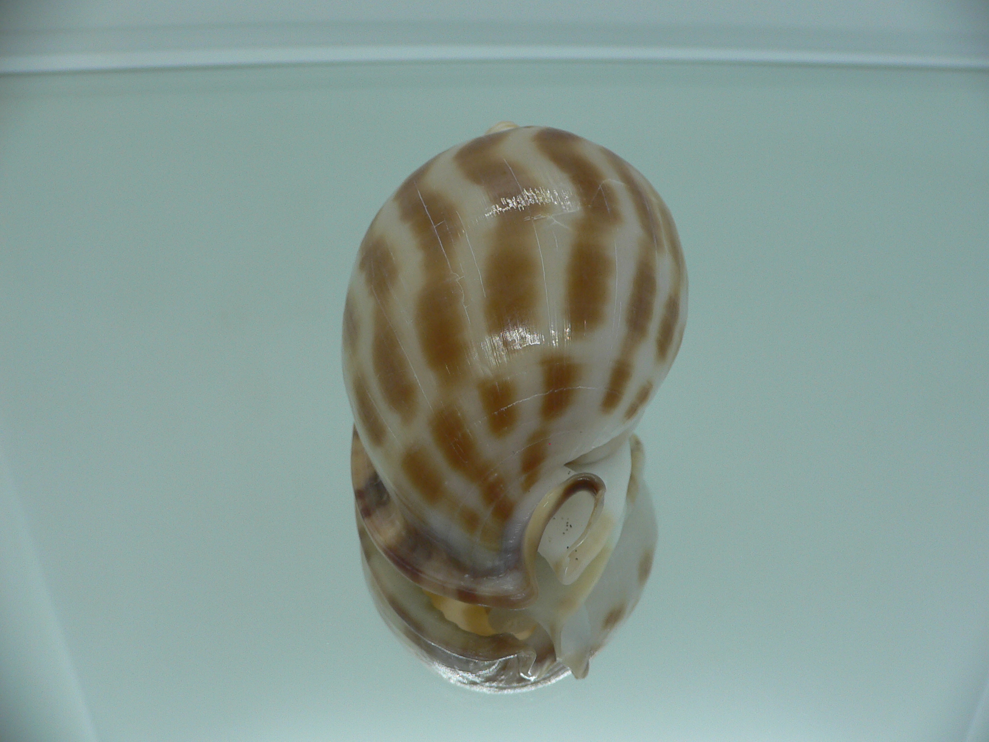 Phalium muangmani BICOLOR