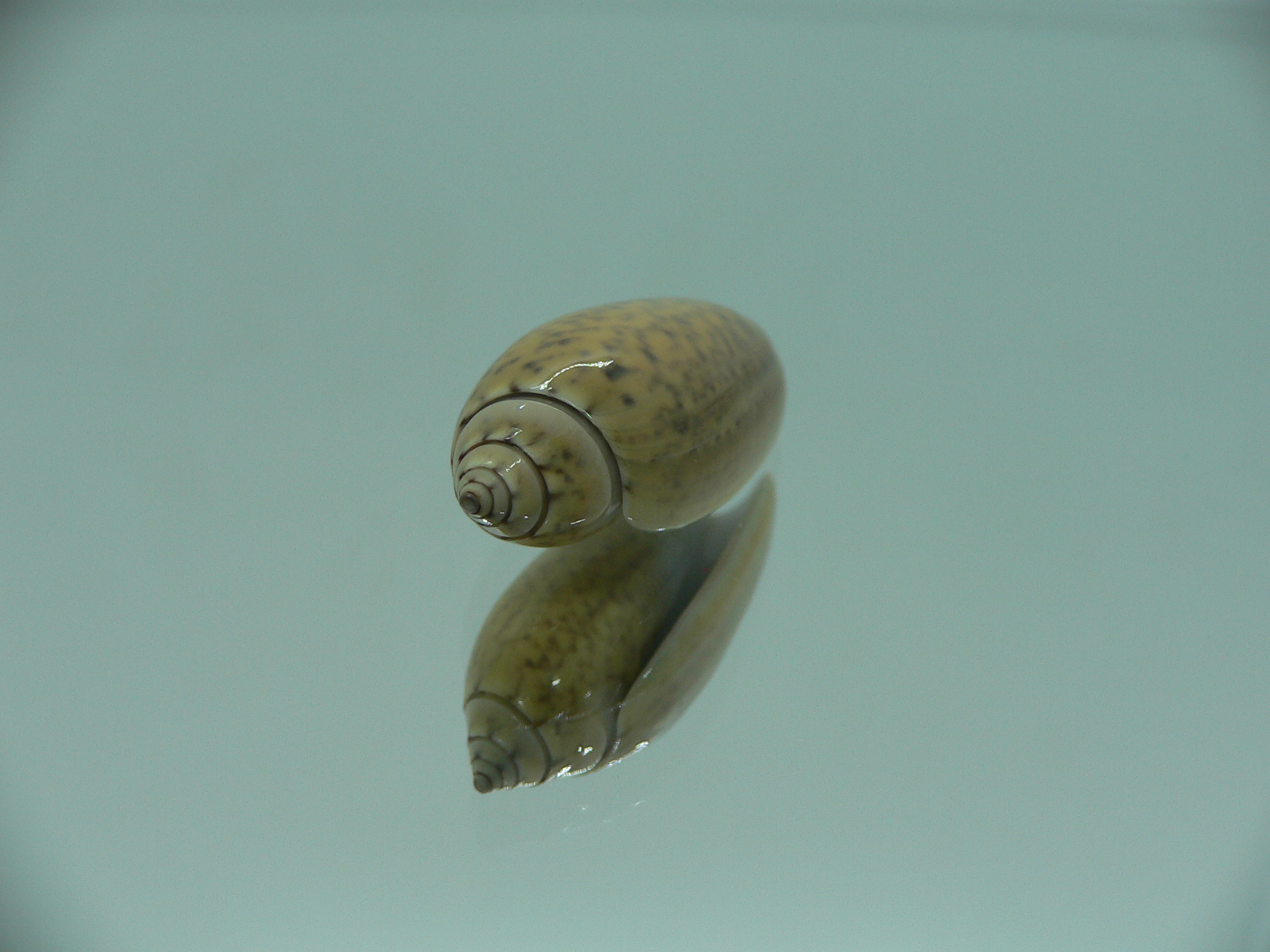 Oliva oliva f. samarensis