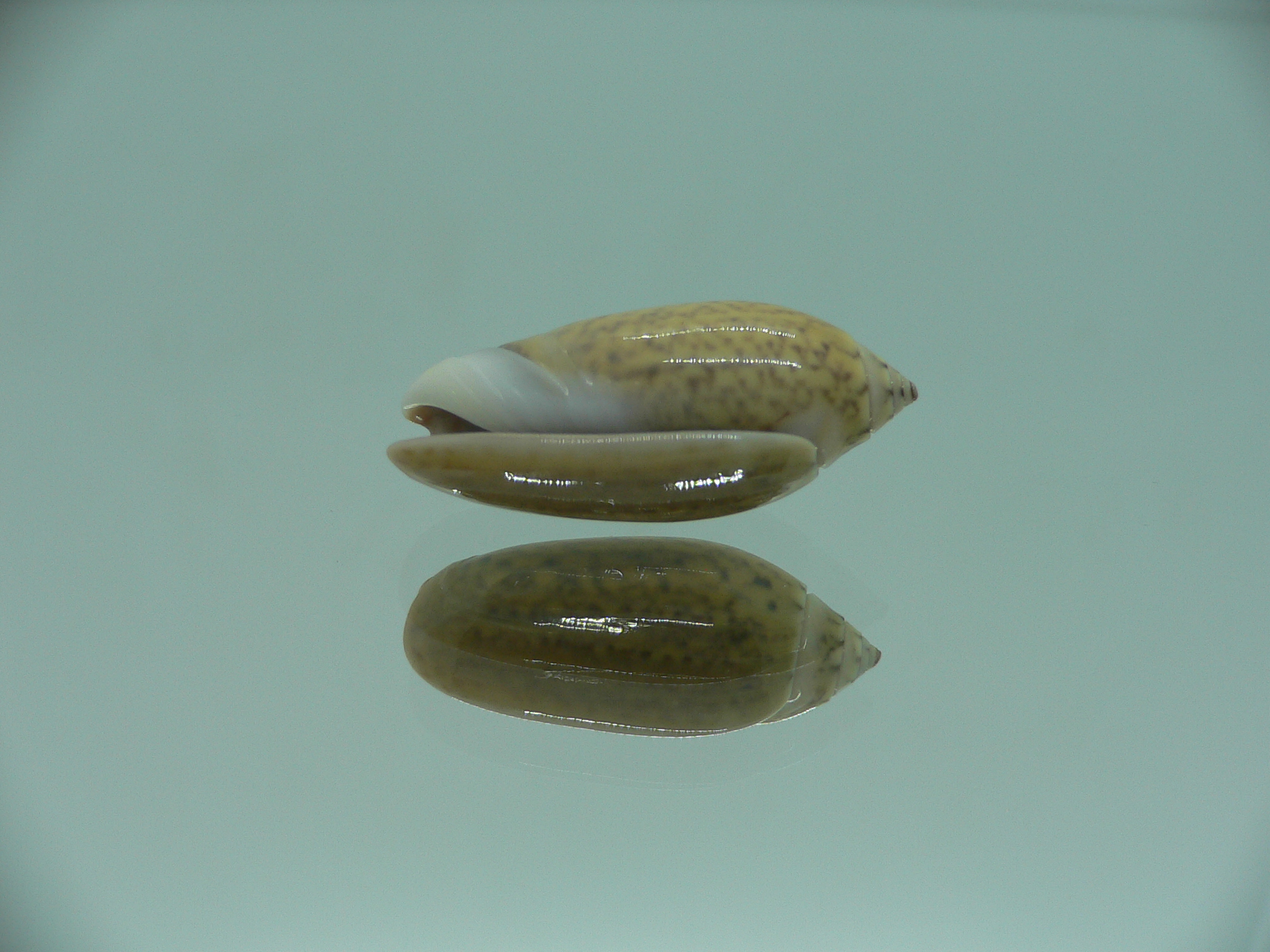 Oliva oliva f. samarensis