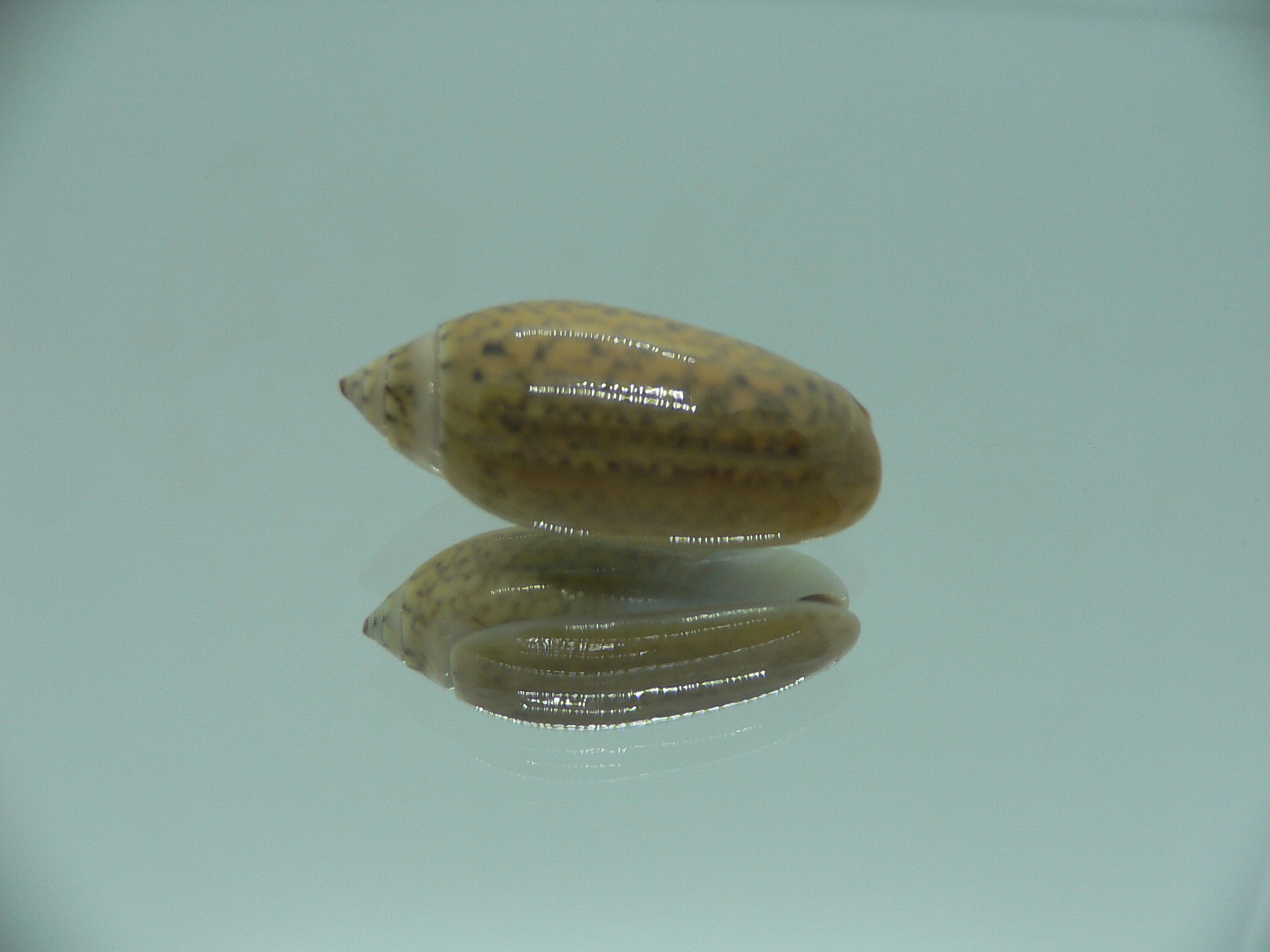 Oliva oliva f. samarensis